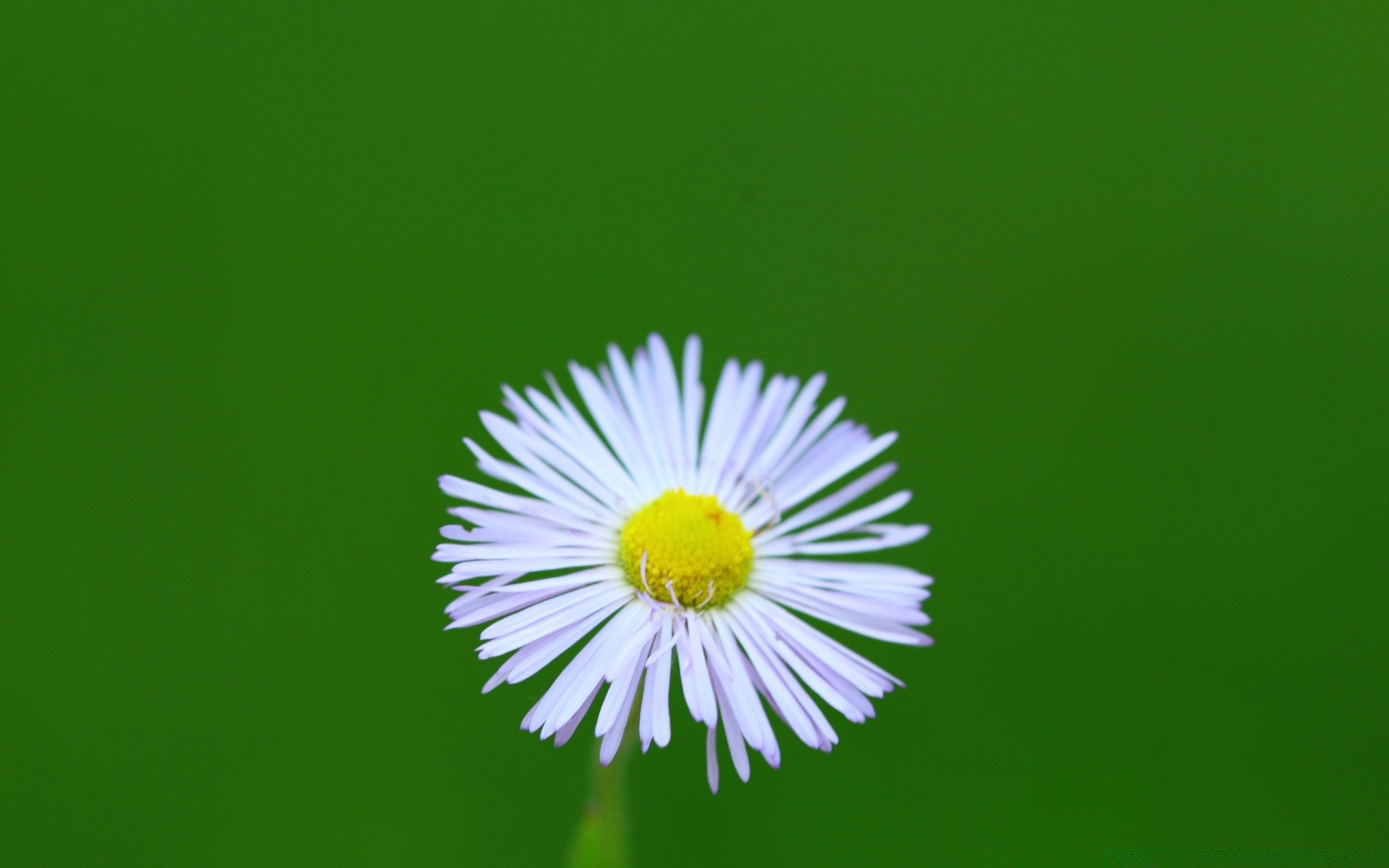 flores natureza verão brilhante flora folha grama