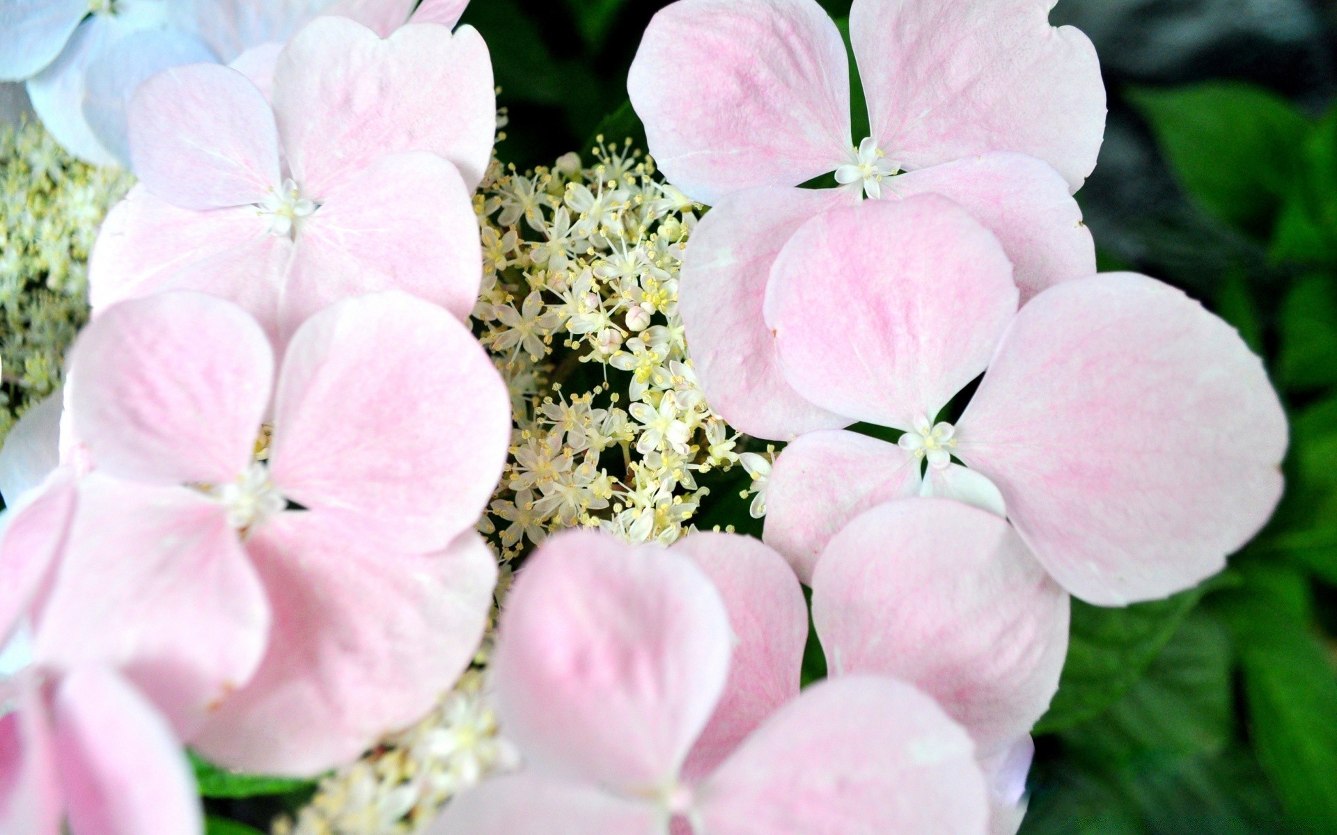 kwiaty kwiat natura flora ogród kwiatowy liść płatek bluming lato piękny na zewnątrz zbliżenie delikatny botaniczny jasny kolor wzrost