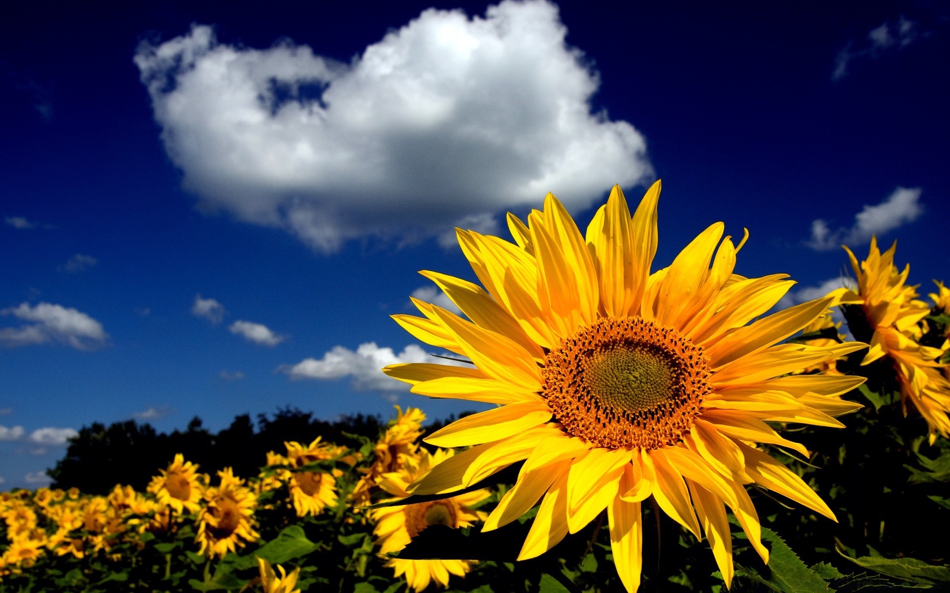 fiori natura girasole estate fiore luminoso flora sole crescita foglia bel tempo rurale luminoso colore stagione all aperto giardino petalo floreale