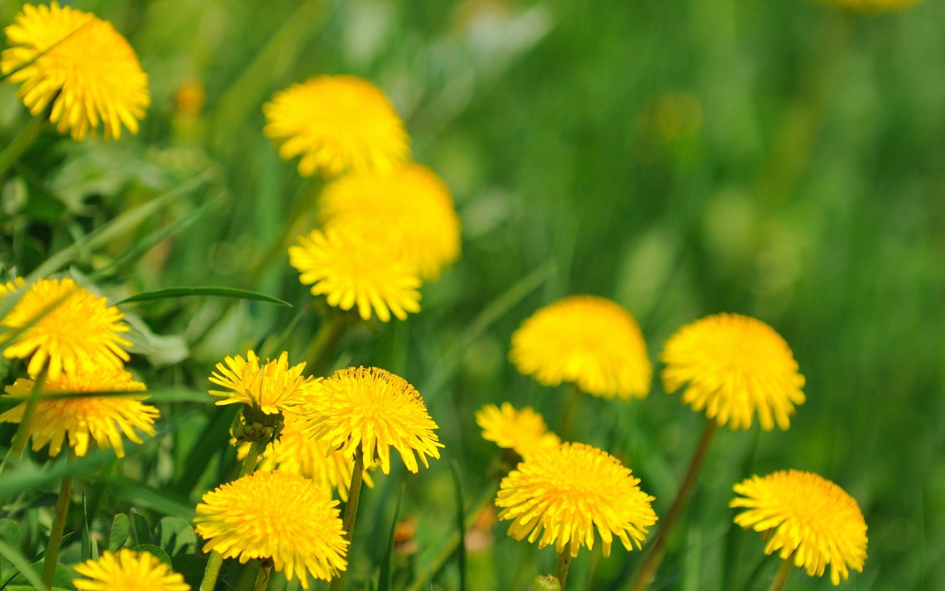 flowers nature summer dandelion flora flower grass hayfield field bright growth leaf garden lawn season floral rural outdoors fair weather color