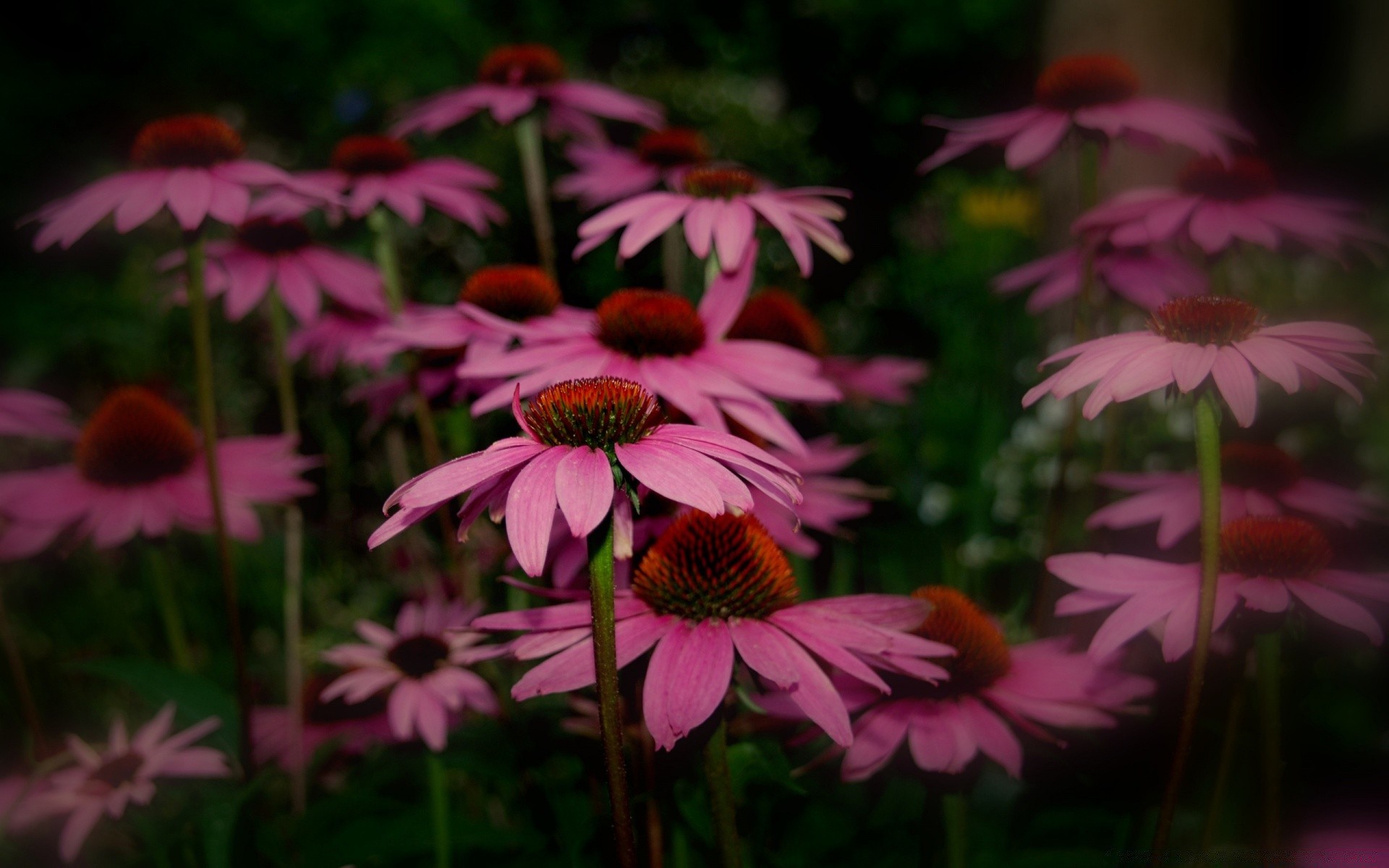 kwiaty kwiat natura lato ogród flora na zewnątrz liść bylina echinacea pole bluming płatek zbliżenie kolor kwiatowy trawa