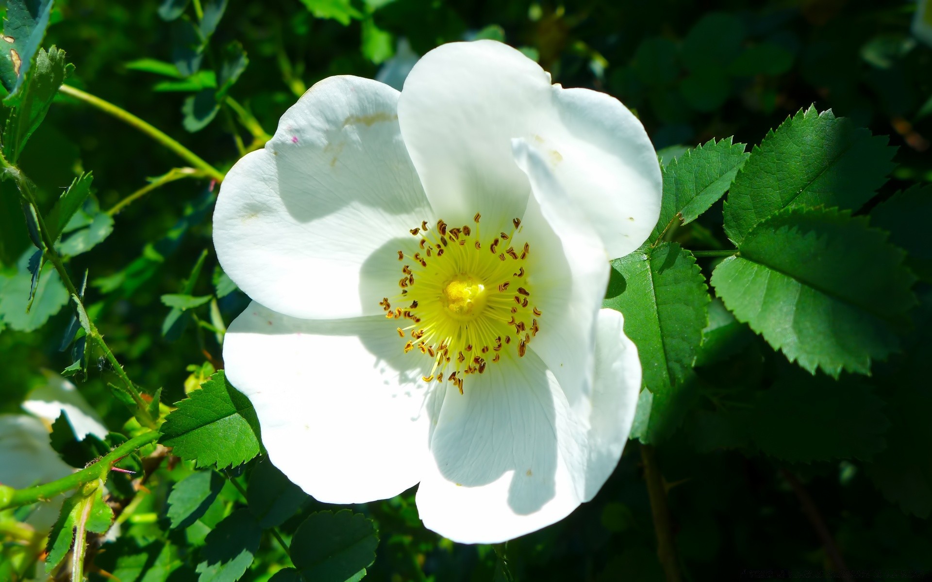 花 自然 花 植物 叶 花园 夏天 生长 开花 户外 花 明亮 花瓣