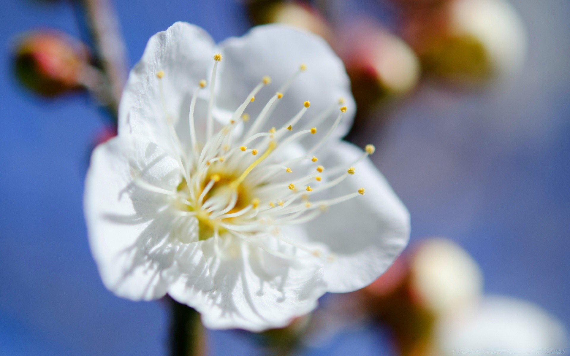 花 自然 花 植物 花园 花瓣 户外 树枝 樱桃 开花 生长 树 叶 季节 夏天 美丽 特写 明亮 色彩 细腻