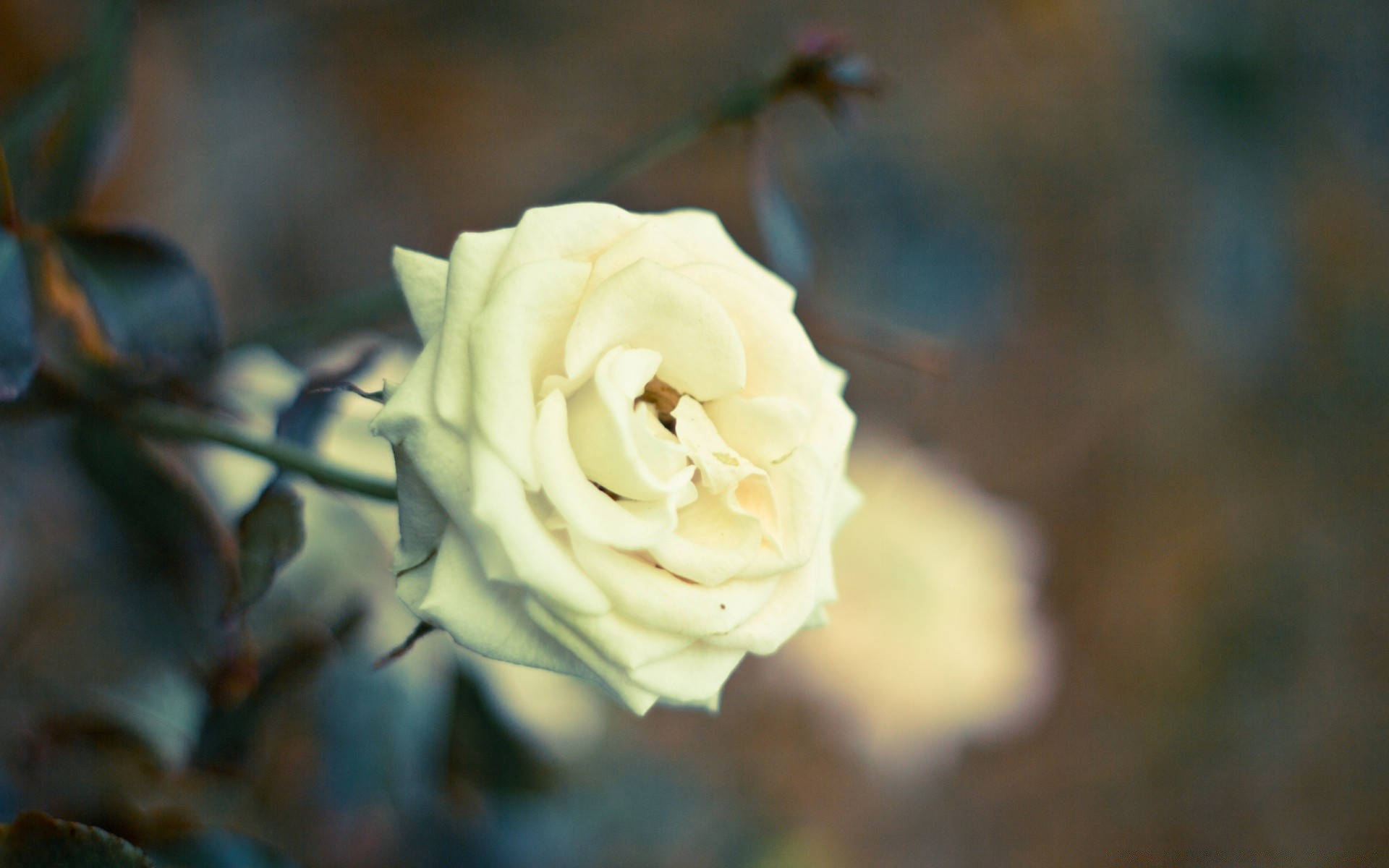 fleurs fleur rose mariage pétale nature flou feuille bluming floral flore amour à l extérieur couleur romantique jardin