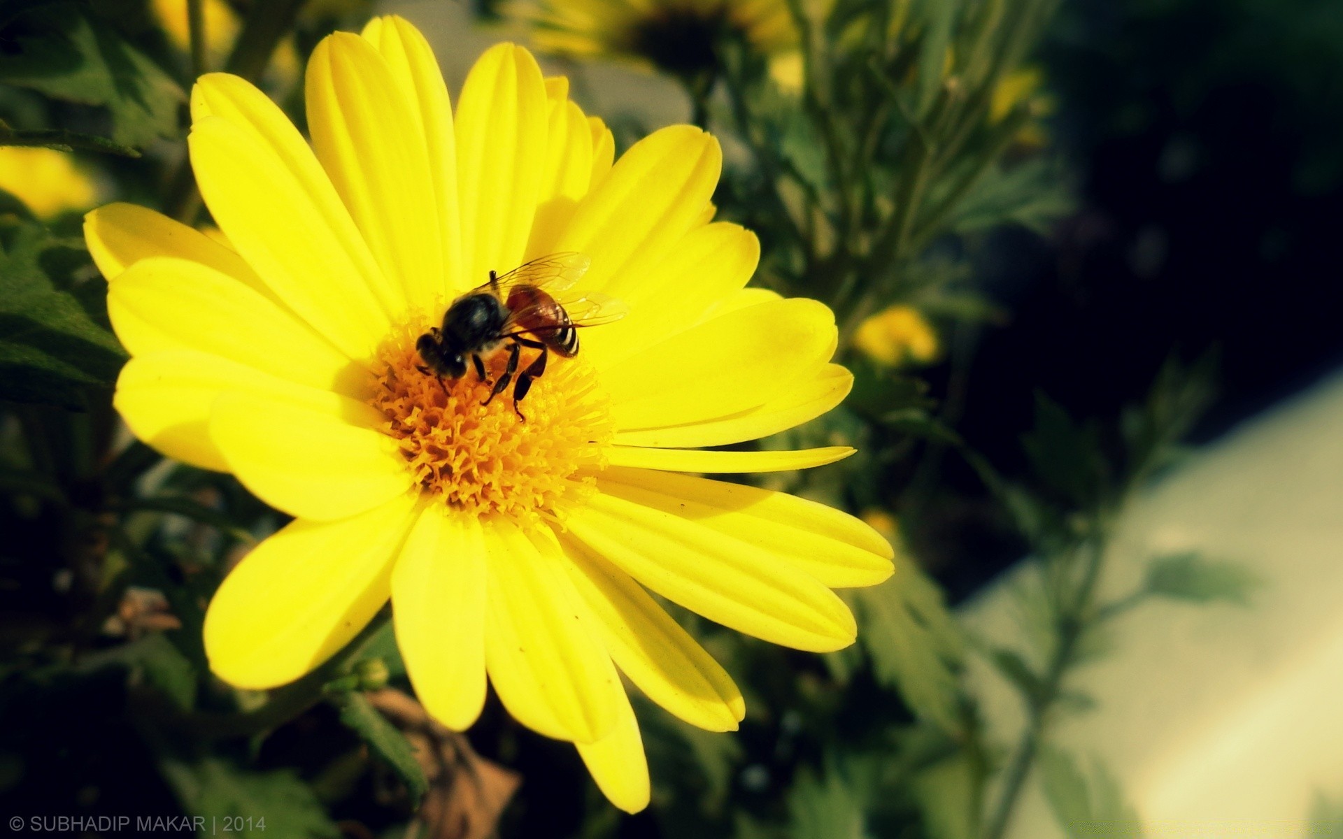 çiçekler doğa arı bal böcek çiçek yaz polen flora açık havada bahçe parlak arılar yaprak tozlaşma