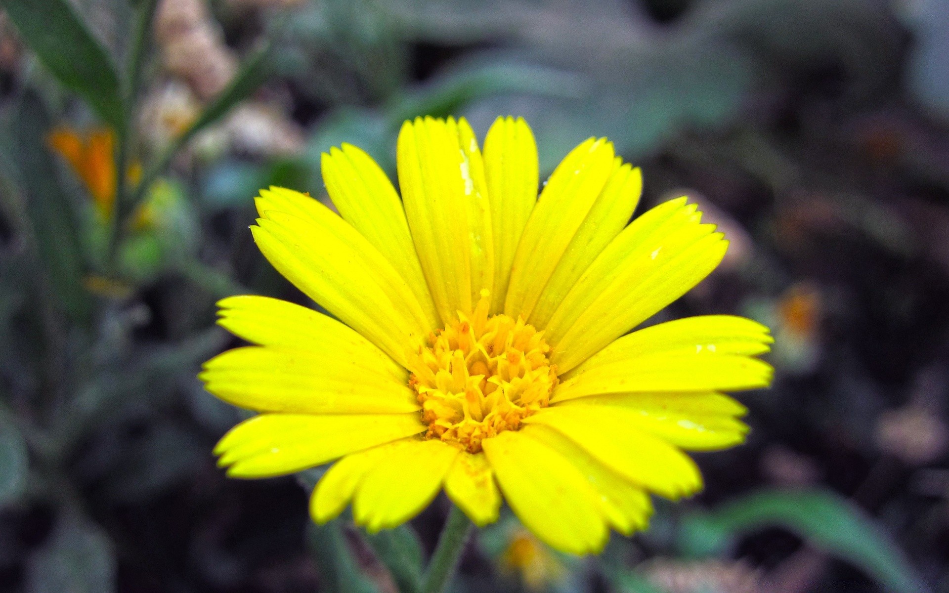 fleurs nature fleur flore été feuille jardin bluming pétale couleur à l extérieur lumineux floral