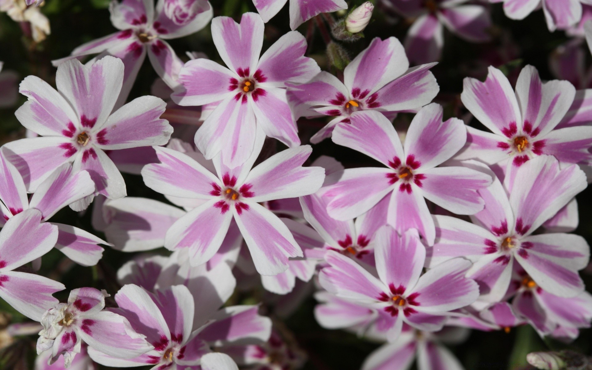 kwiaty kwiat flora natura kwiatowy ogród piękny płatek lato bluming dekoracja liści botaniczny kolor jasny zbliżenie na zewnątrz