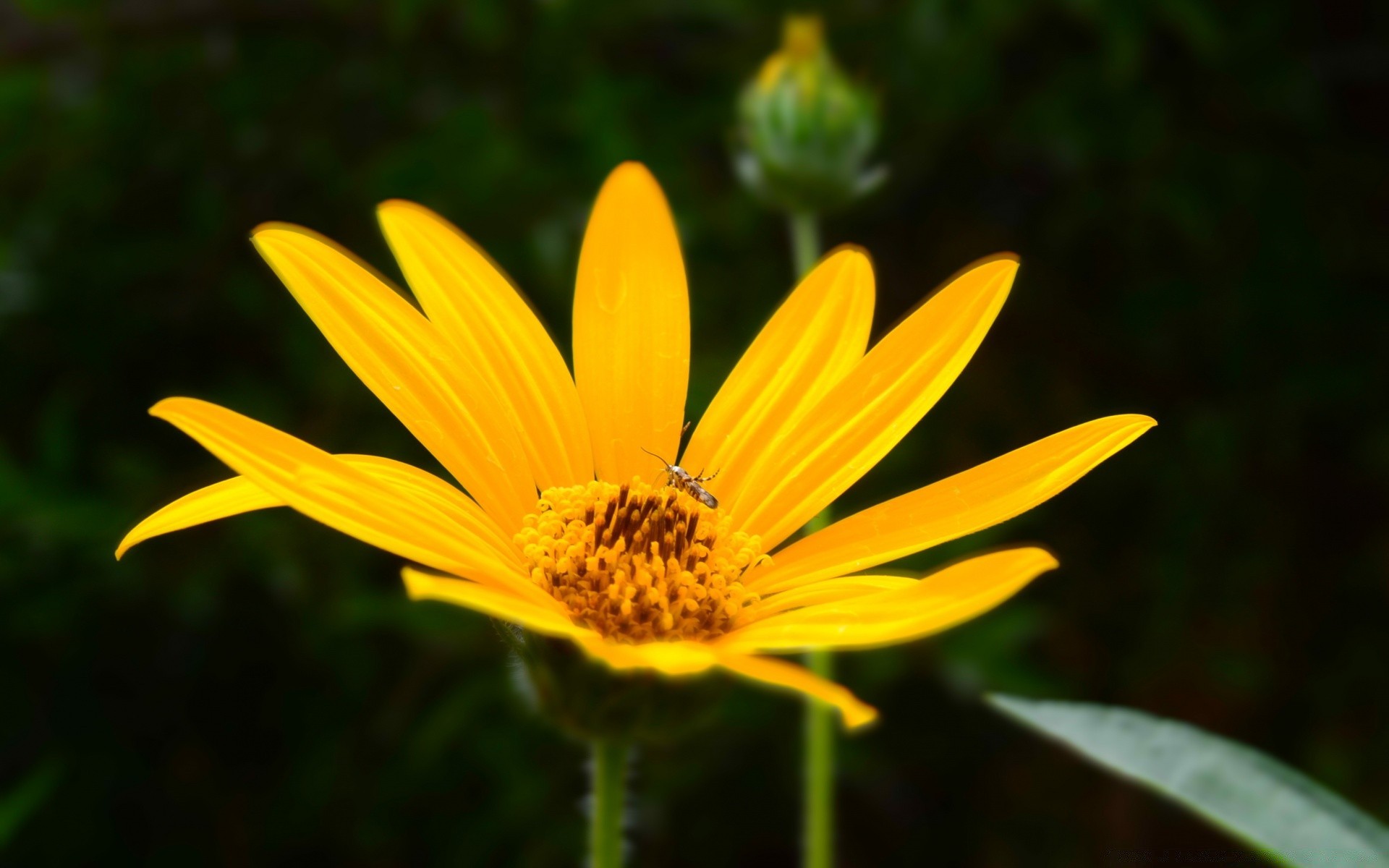 flores natureza flor verão flora ao ar livre crescimento folha jardim pétala brilhante pólen