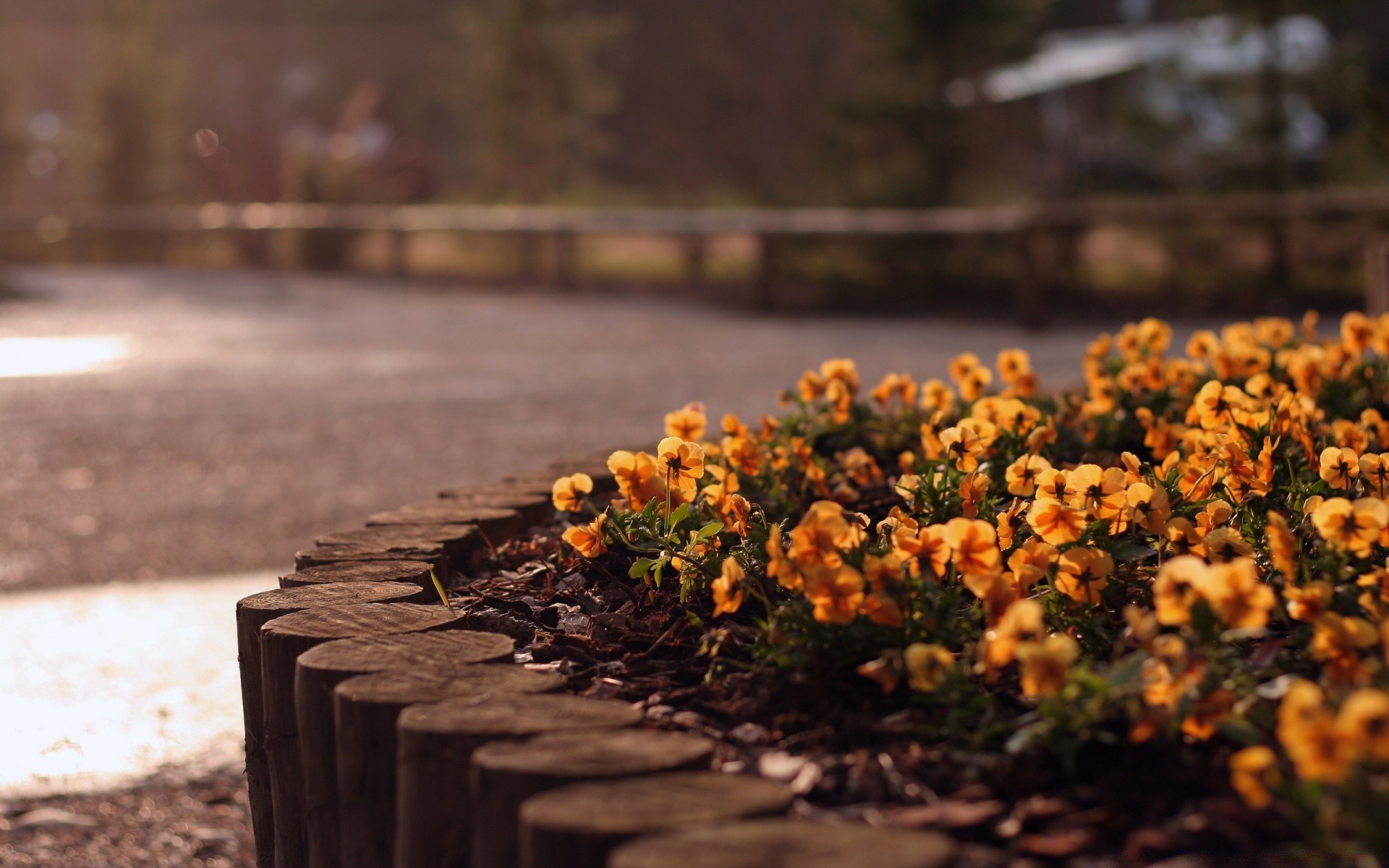 flowers wood fall outdoors leaf nature blur flower tree