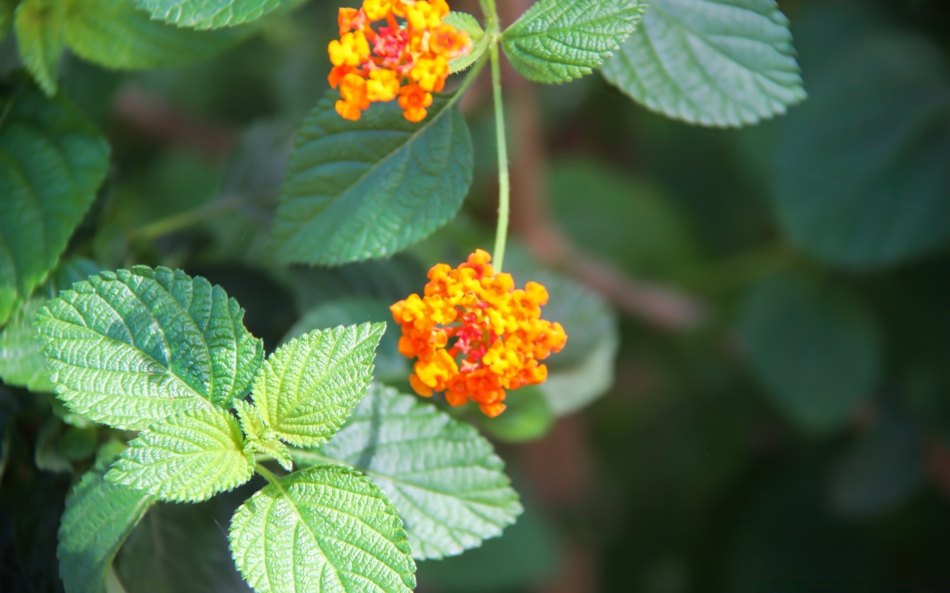 fleurs feuille nature été flore fleur jardin à l extérieur couleur gros plan