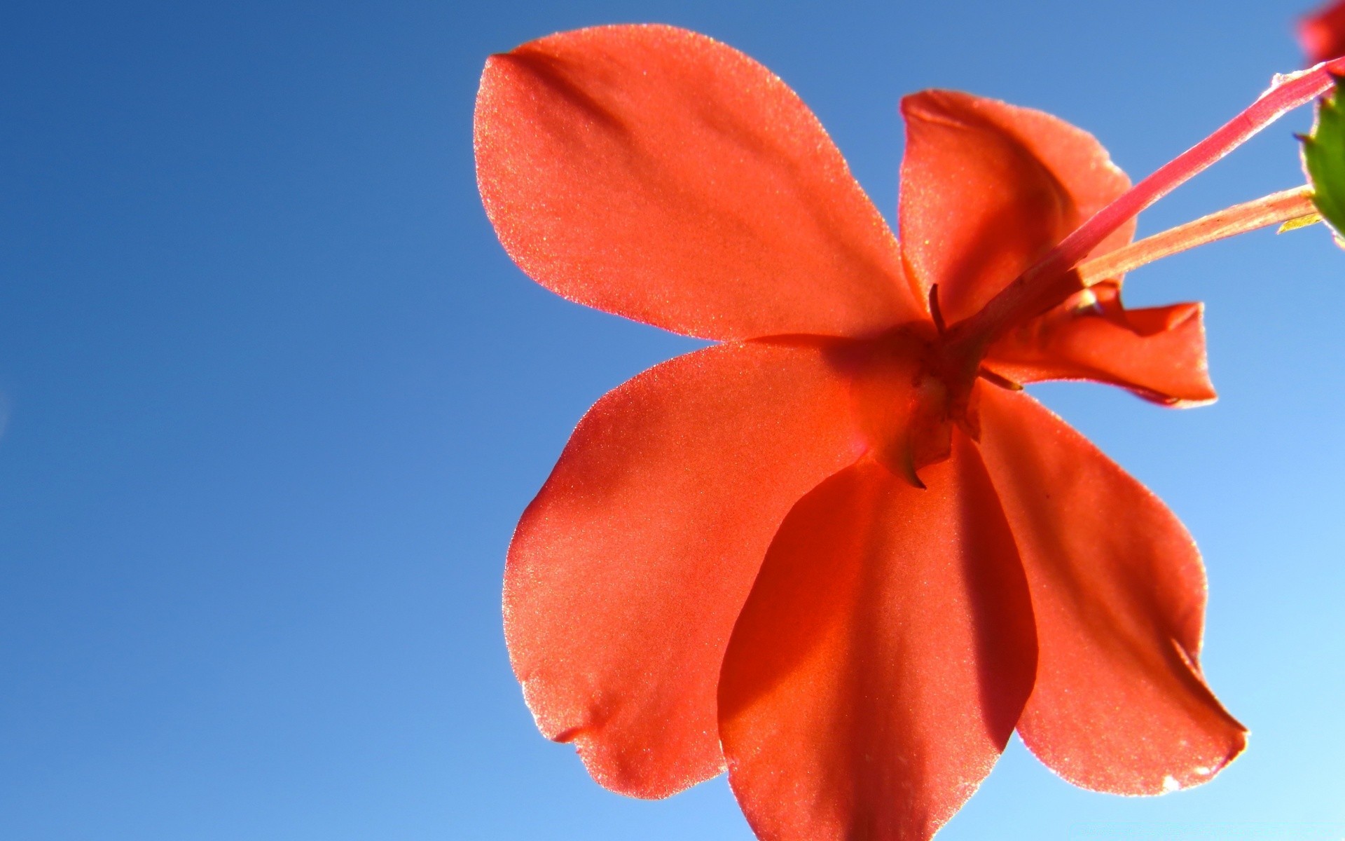 kwiaty natura kwiat lato jasny flora na zewnątrz