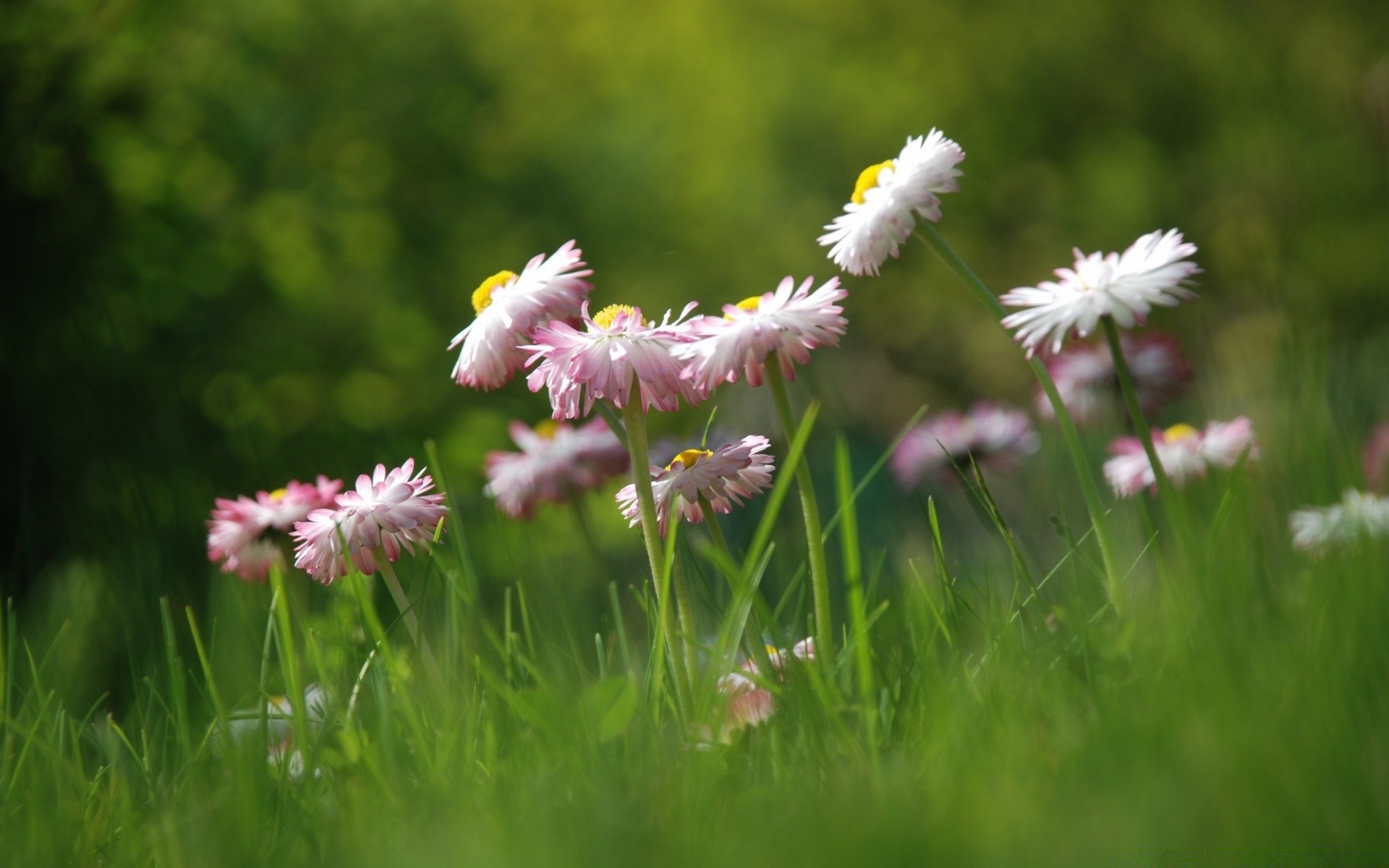 fiori erba natura fiore estate campo fieno flora giardino all aperto rurale crescita bel tempo foglia prato sole luminoso ambiente floreale