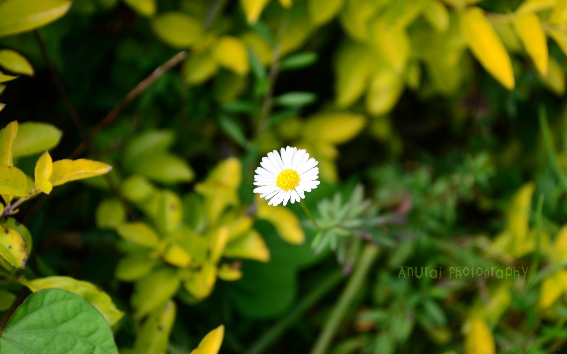 flowers nature leaf flora summer growth flower garden grass fair weather bright outdoors close-up field environment floral season