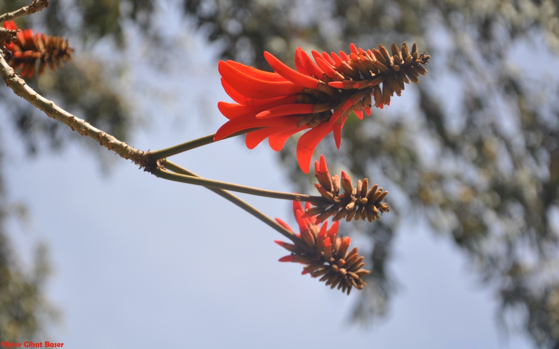 blumen natur im freien blume baum flora blatt himmel hell