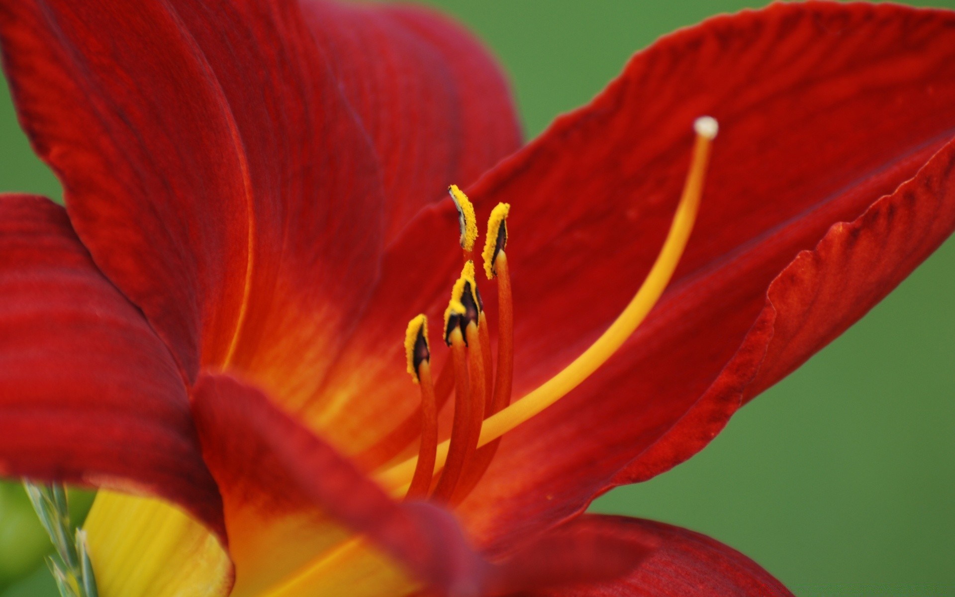 flowers flower nature flora garden color summer leaf beautiful bright close-up outdoors petal growth tulip