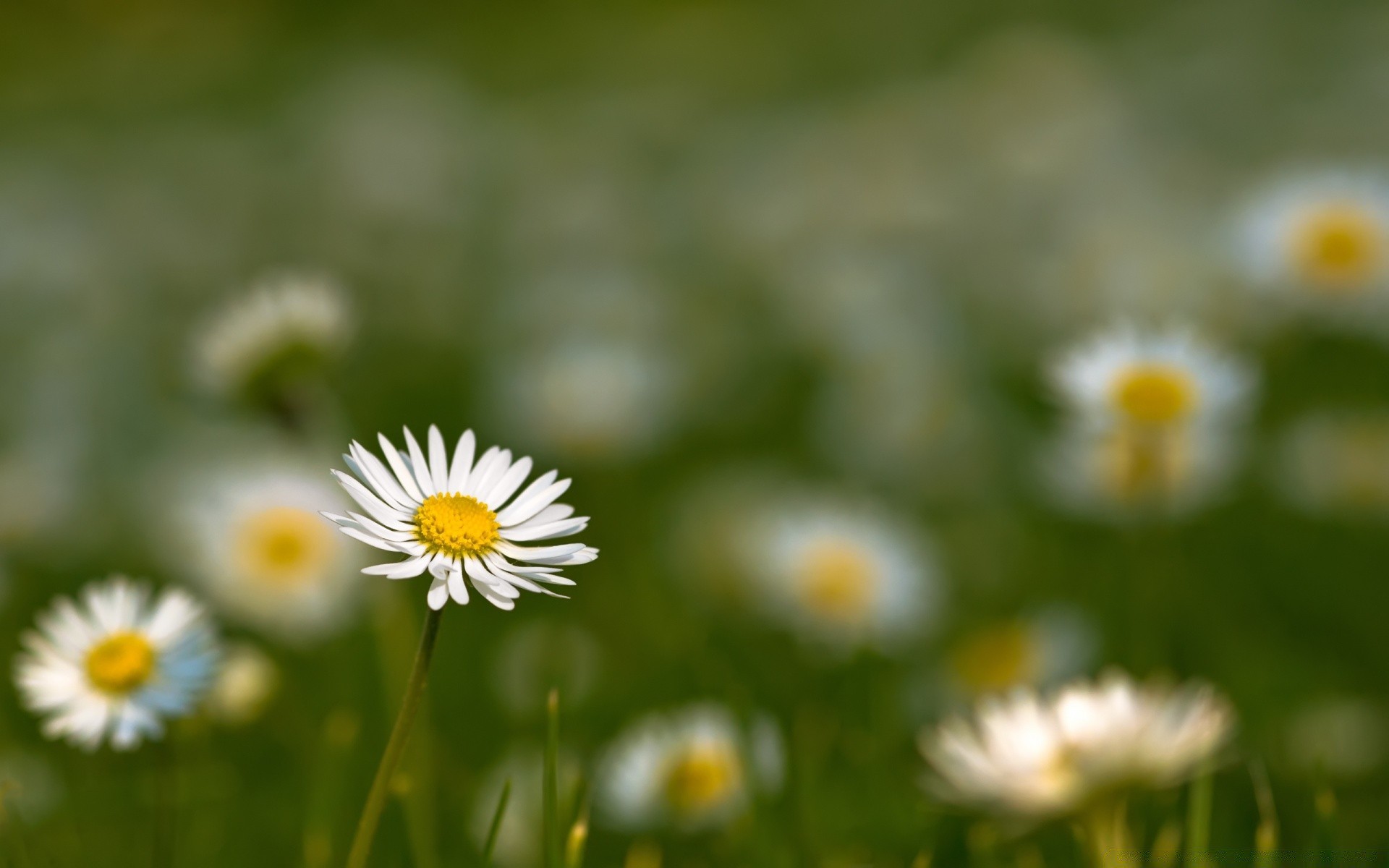 blumen natur blume sommer flora kamille gras heuhaufen wachstum feld des ländlichen hell gutes wetter im freien blatt garten sonne floral wild saison