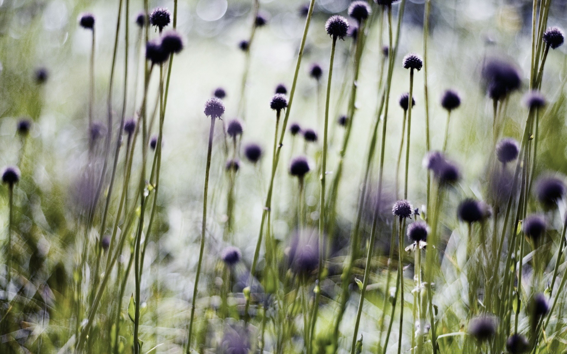 blumen feld blume natur gras flora sommer heuhaufen ländlichen wachstum im freien unschärfe garten gutes wetter blühen saison schließen wild farbe landschaft