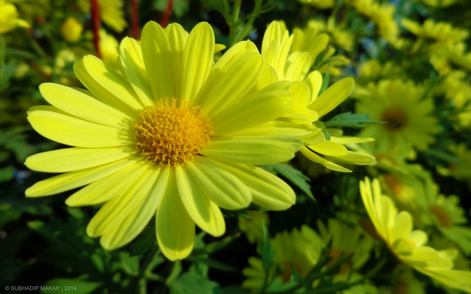 fleurs nature été fleur flore jardin lumineux feuille couleur floral bluming croissance à l extérieur champ pétale herbe beau temps beau