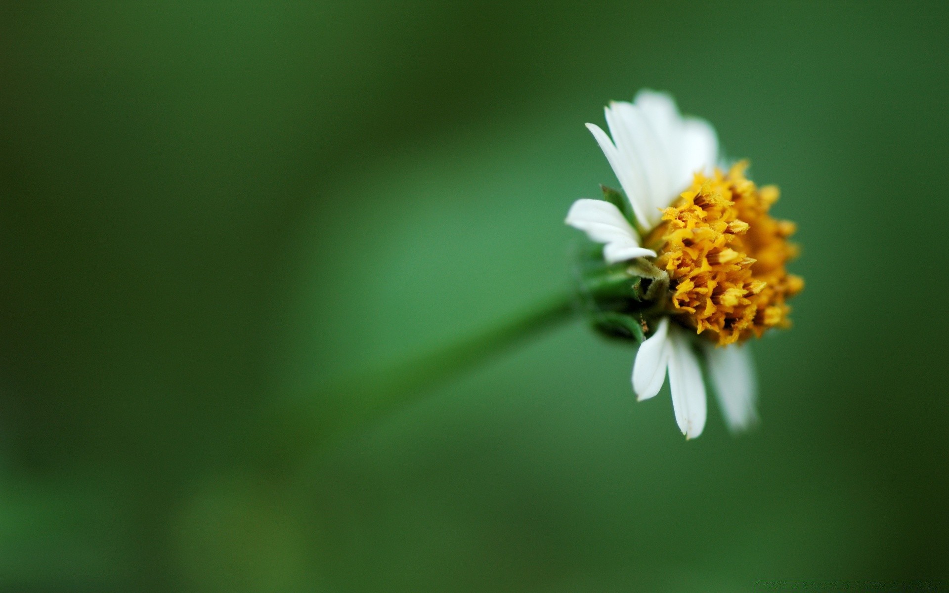 flowers nature flower blur leaf summer flora growth garden bright insect grass