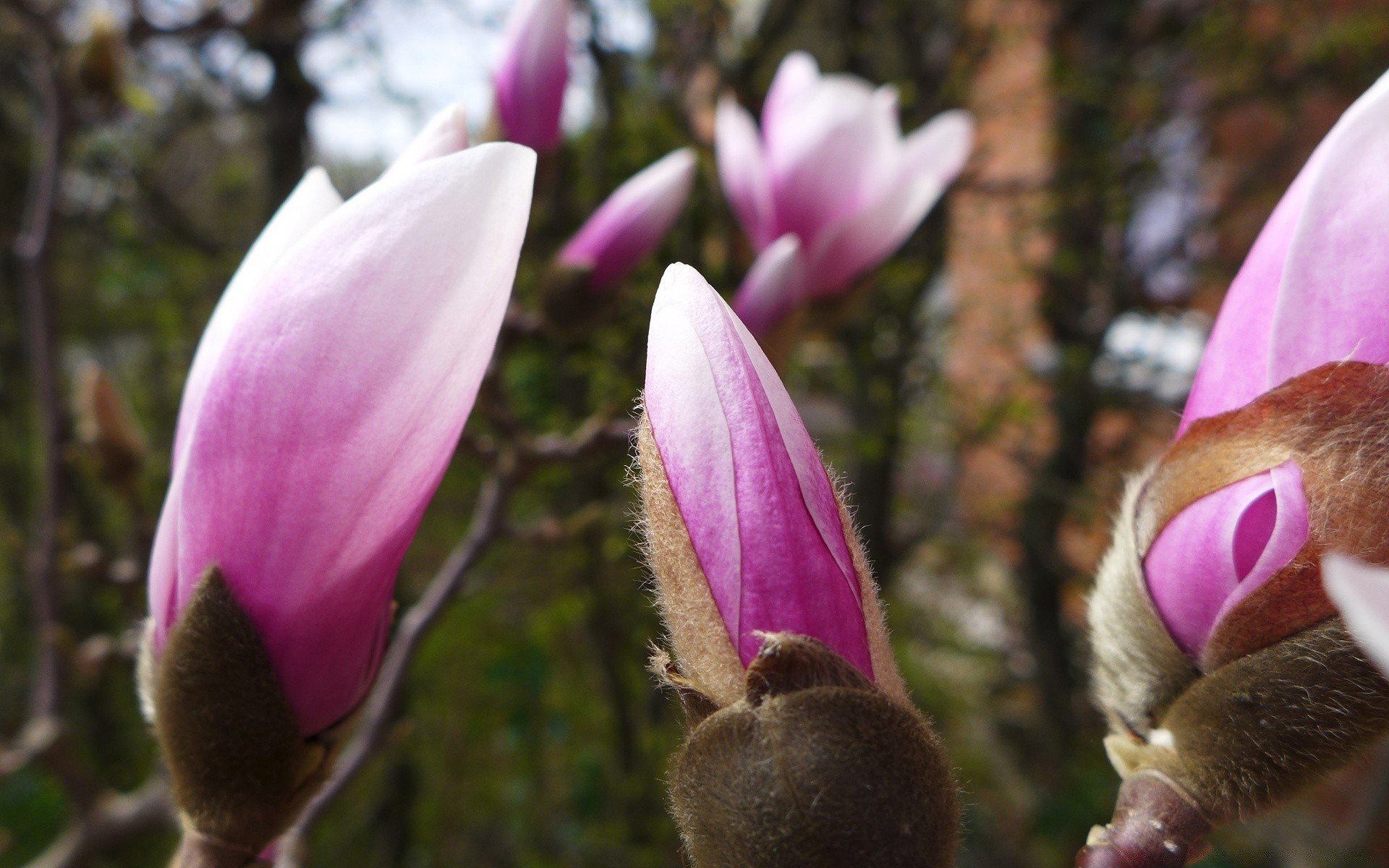 flores flor naturaleza flora jardín bluming árbol magnolia color hoja floral al aire libre hermoso pétalo amigo parque brillante