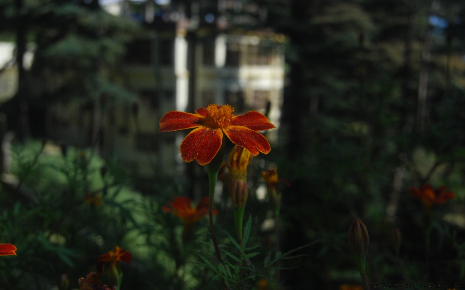 çiçekler çiçek doğa flora bahçe yaz yaprak açık havada renk büyüme çiçek açan çiçek