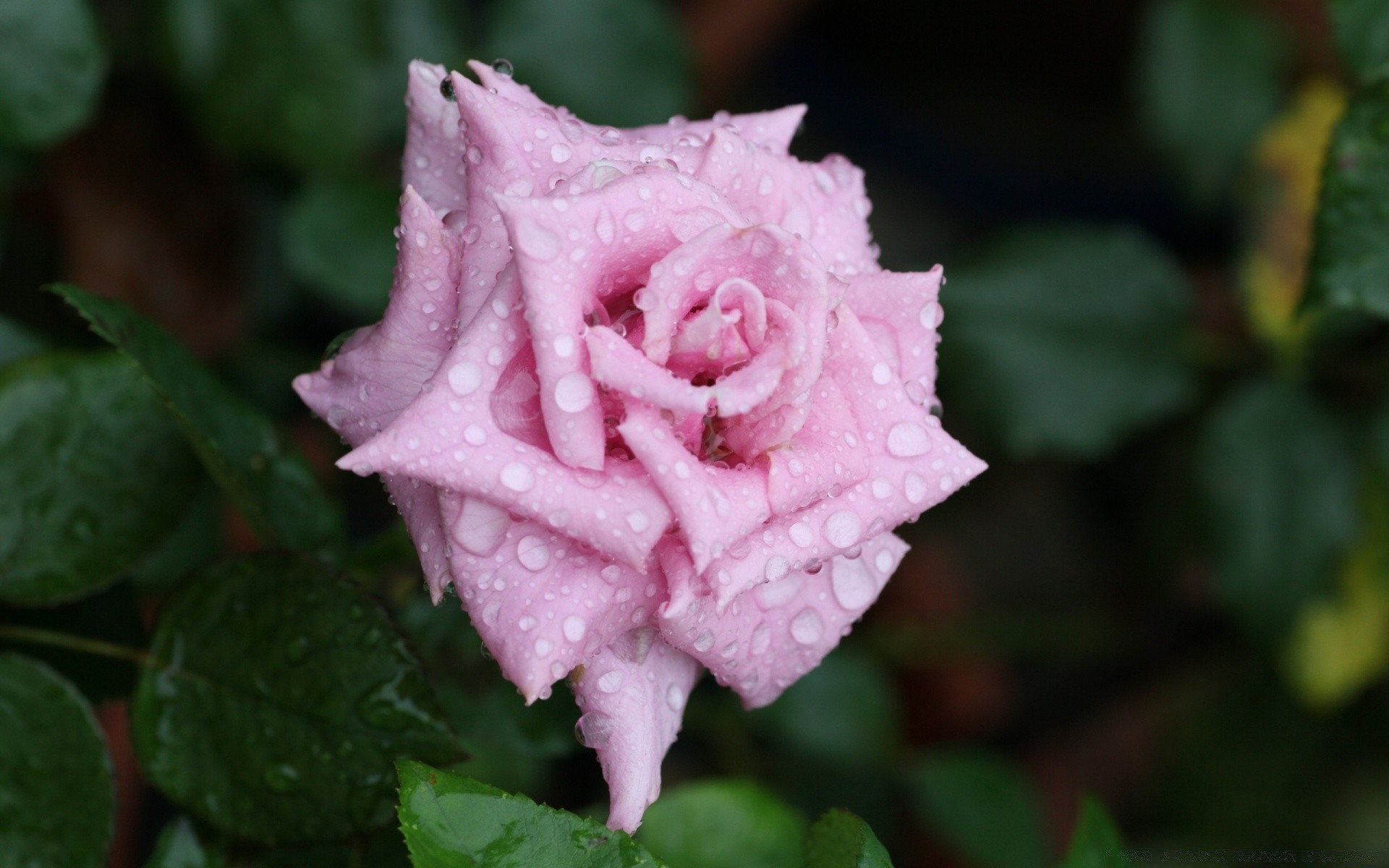 fleurs fleur feuille rose nature flore pétale jardin bluming à l extérieur floral couleur