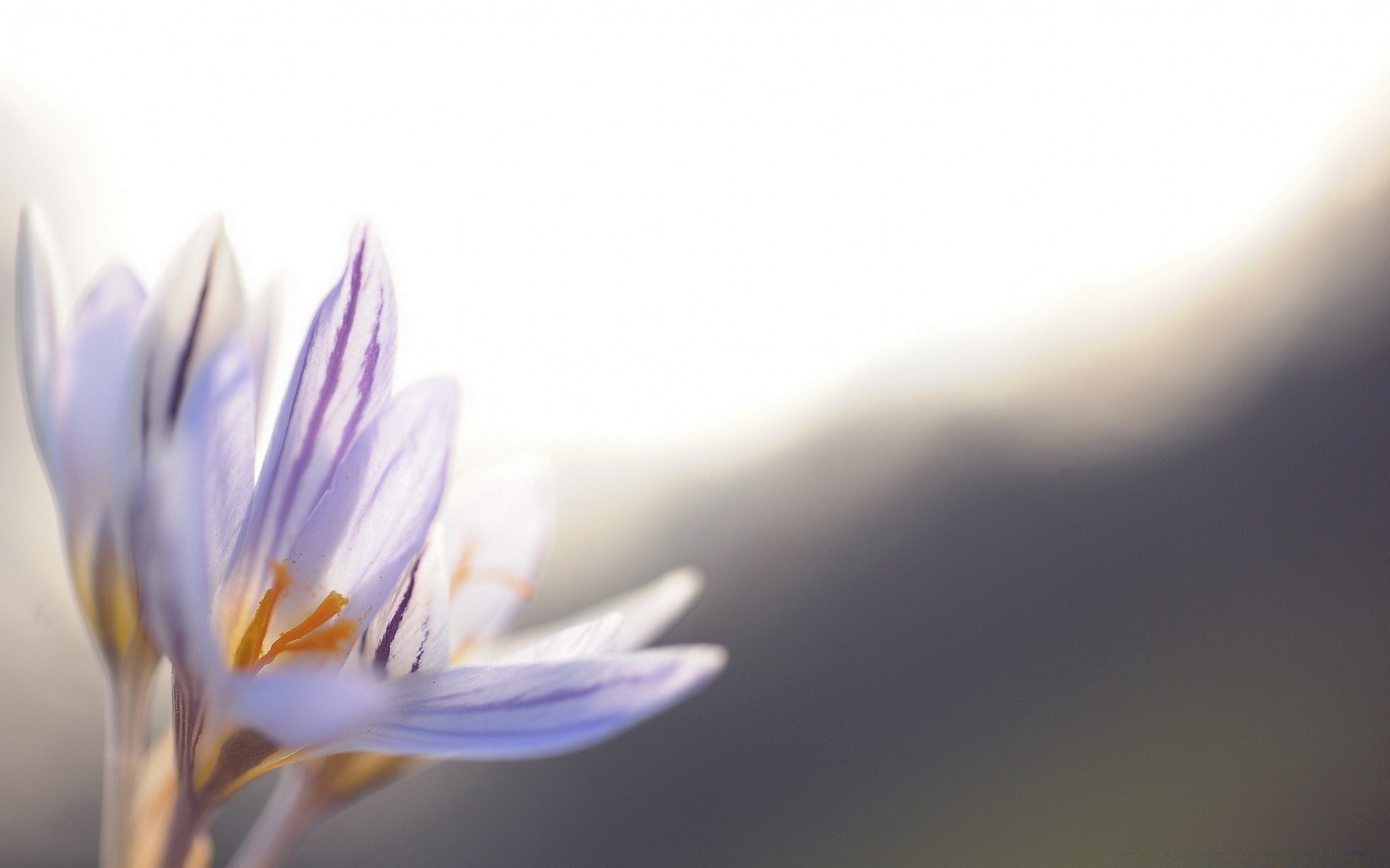 flowers flower blur nature color flora delicate leaf abstract bright petal