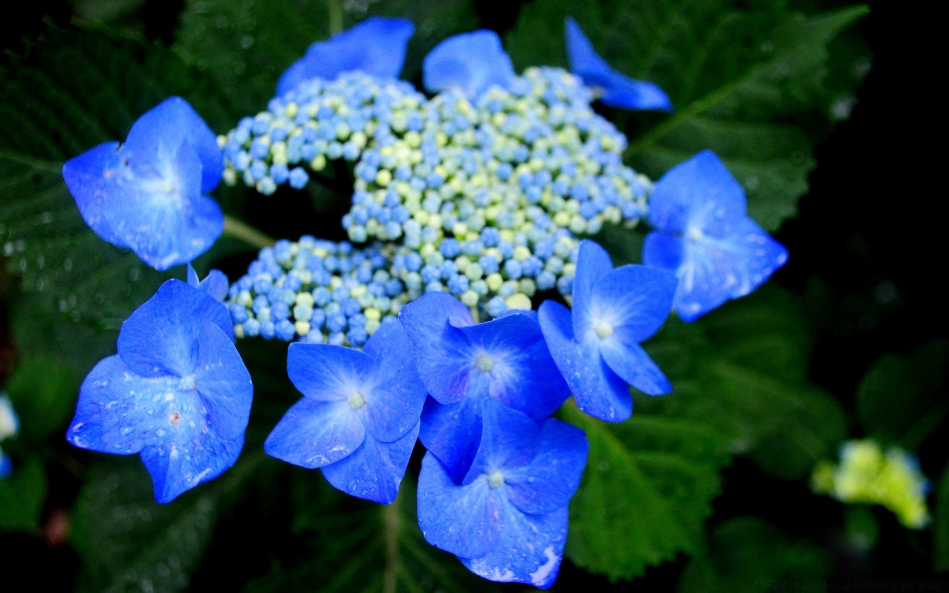 flowers nature flower garden leaf flora outdoors summer growth floral color bright season blooming beautiful