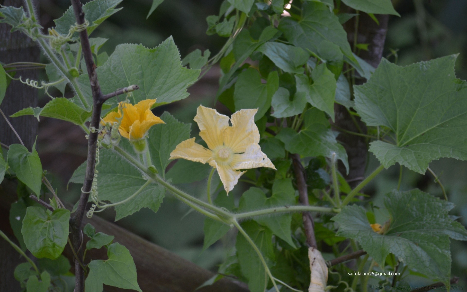 blumen blatt flora natur landwirtschaft sommer blume wachstum lebensmittel garten im freien bauernhof schließen farbe obst gemüse rebe wachsen zweig