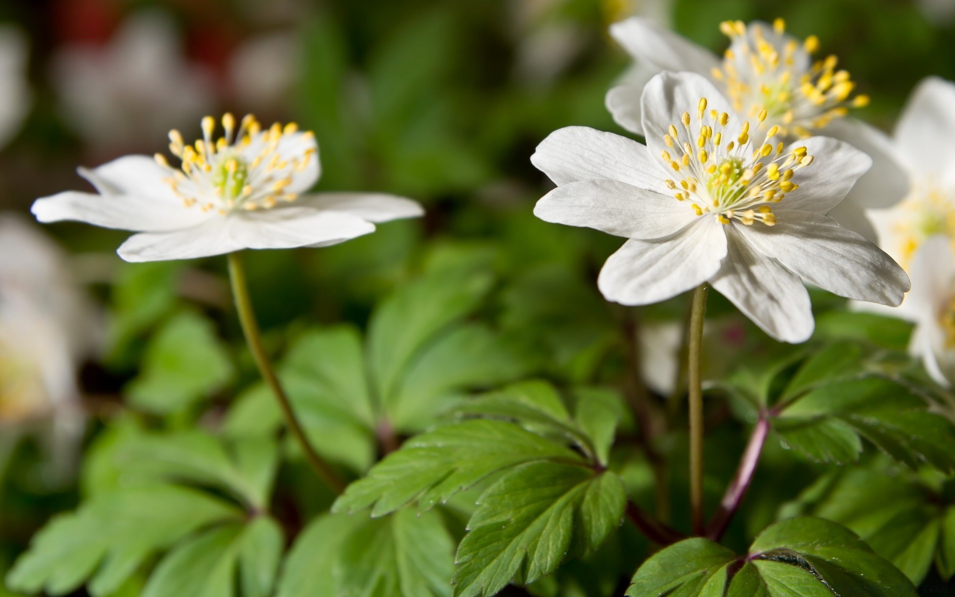 fiori fiore natura flora giardino fiore foglia petalo estate close-up all aperto floreale parco crescita anemone stagione