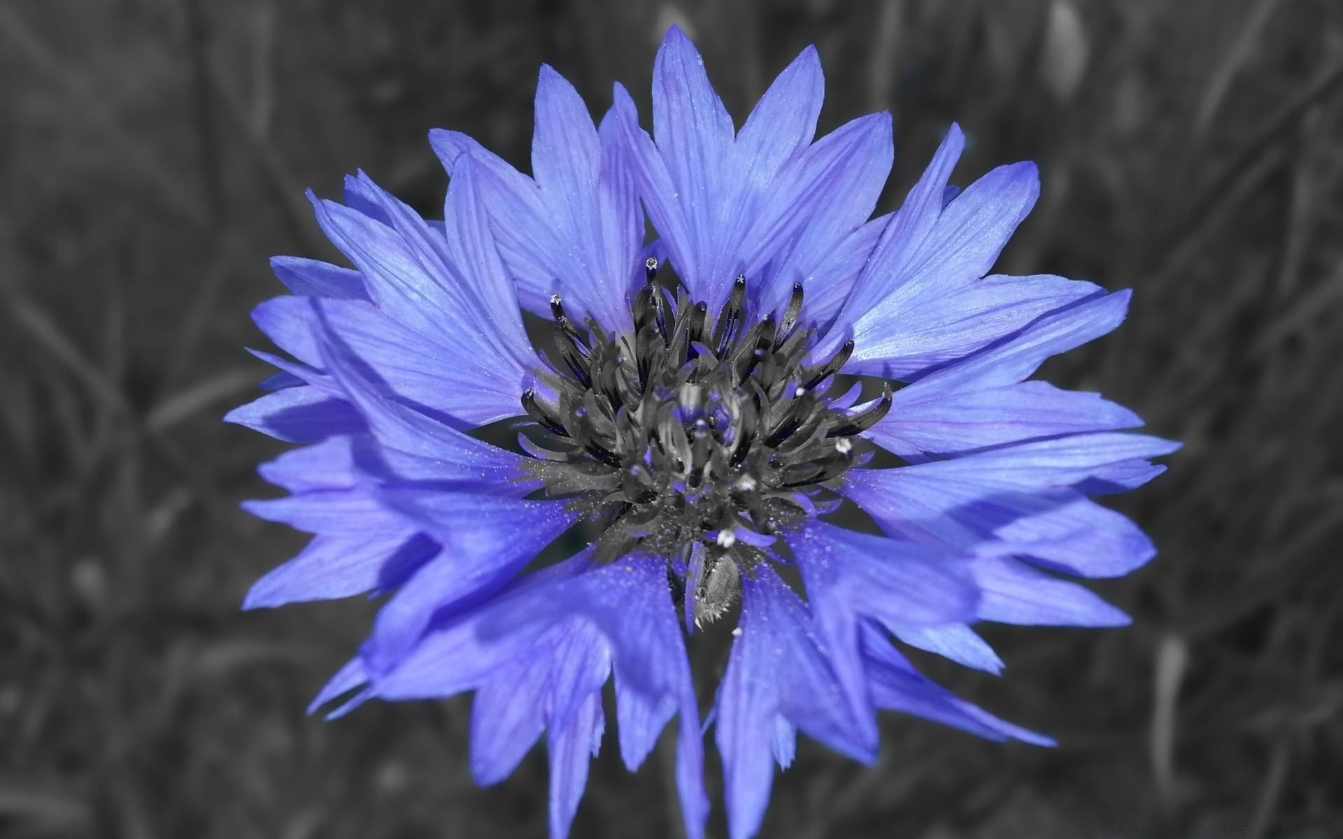 flowers flower nature blooming flora garden petal summer leaf floral color close-up outdoors beautiful