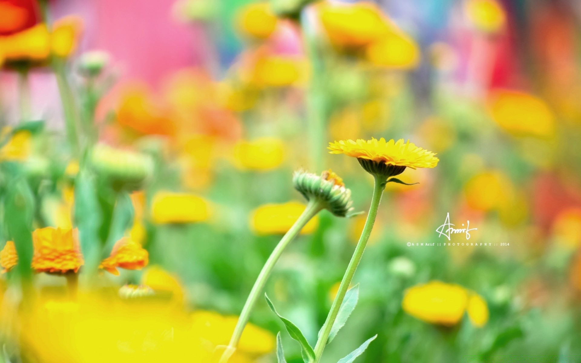 çiçekler doğa yaz çiçek yaprak çimen flora parlak bahçe açık havada büyüme güzel hava saman renk