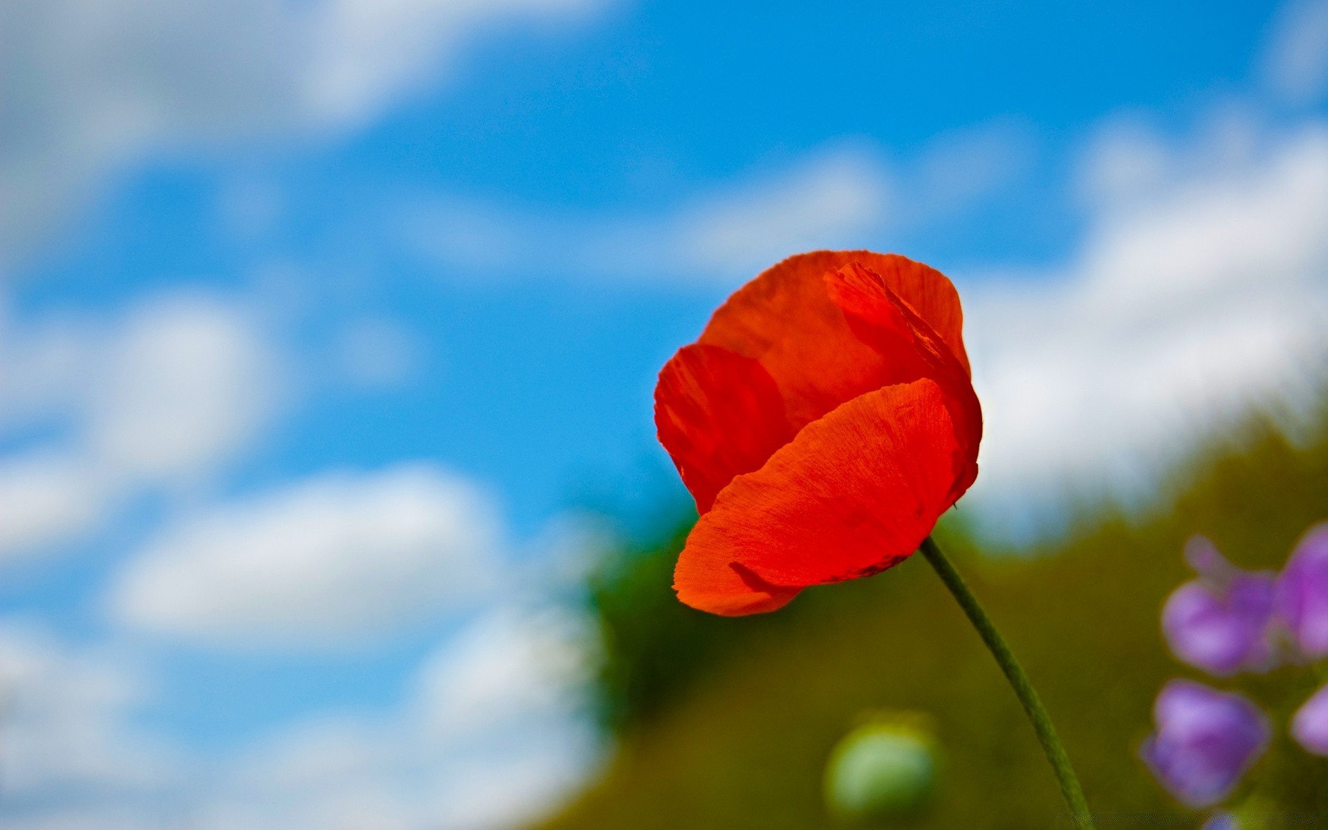 fleurs fleur nature flou été poppy feuille flore à l extérieur lumineux couleur beau temps