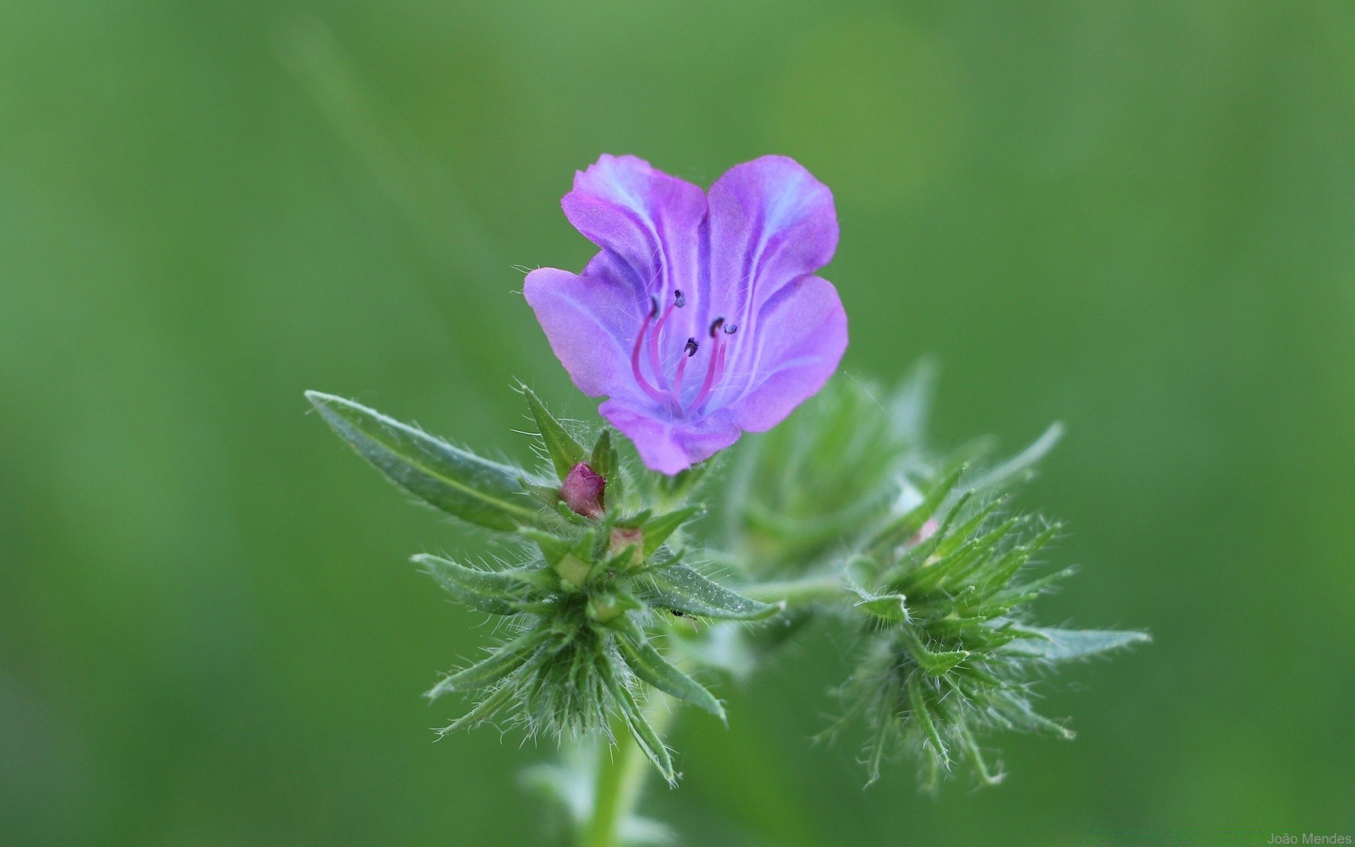 flowers nature flower flora close-up summer leaf garden grass color hayfield bright