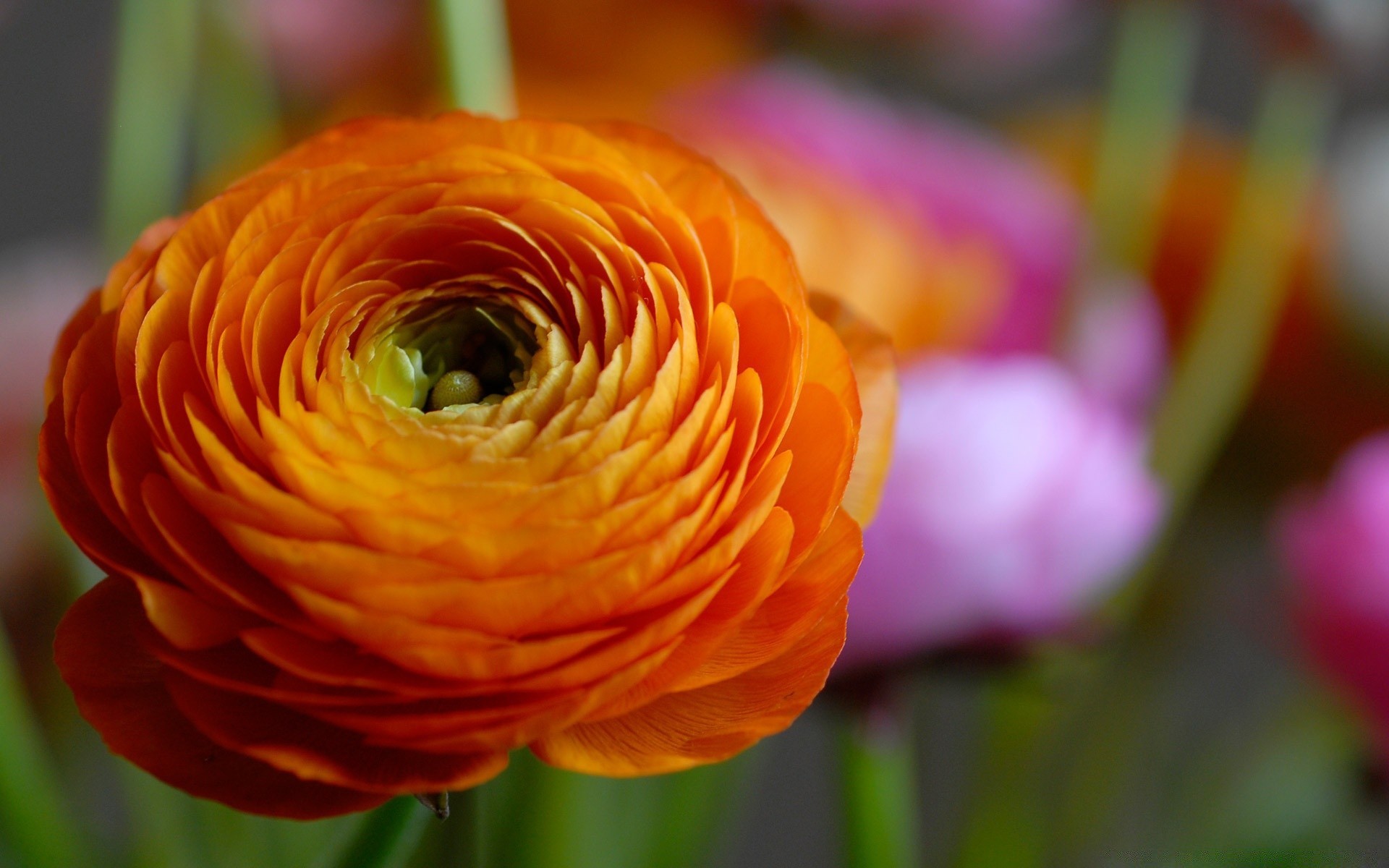 çiçekler çiçek doğa flora bahçe renk taçyaprağı parlak yaz yaprak aşk güzel çiçek çiçeklenme romantizm hediye