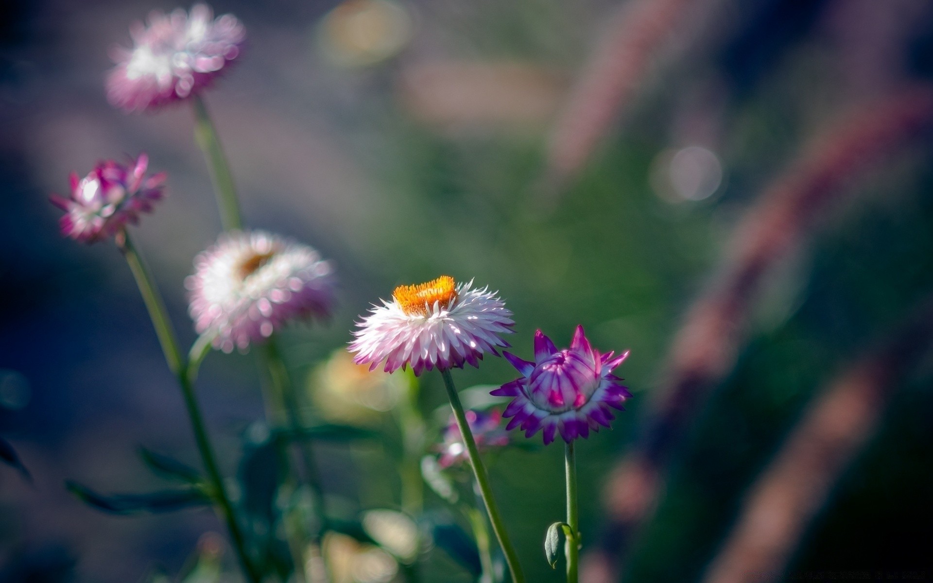 flowers flower nature flora summer garden field hayfield growth outdoors leaf blooming grass bright petal color floral season close-up fair weather