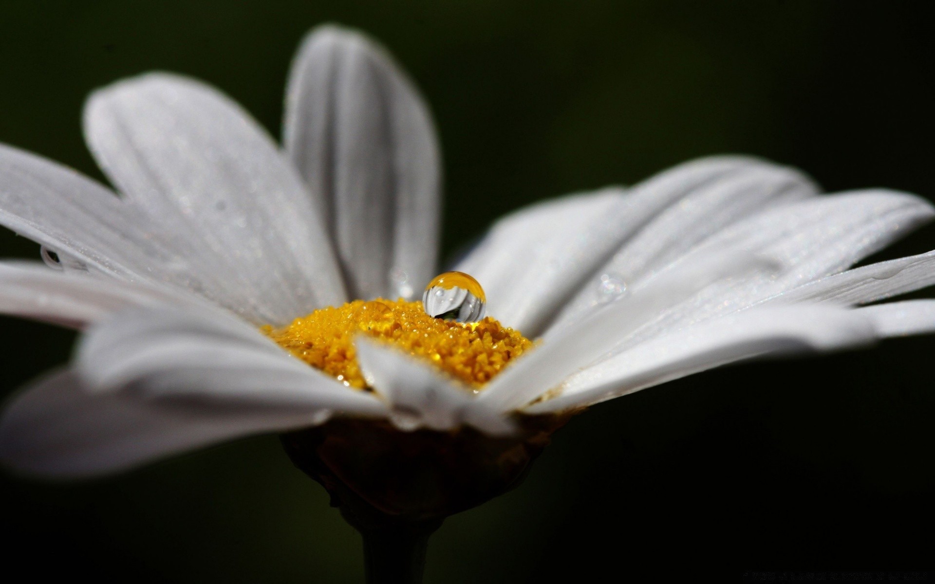 kwiaty kwiat natura flora liść owad ogród pyłek