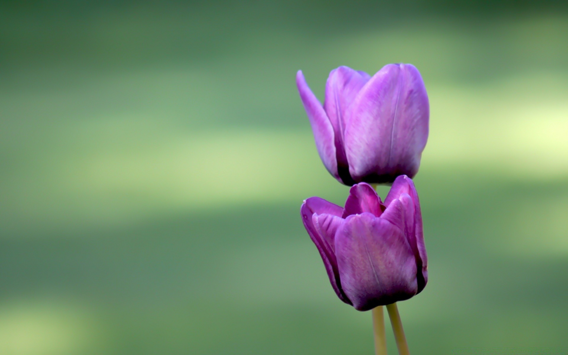 kwiaty natura kwiat liść flora ogród lato jasny