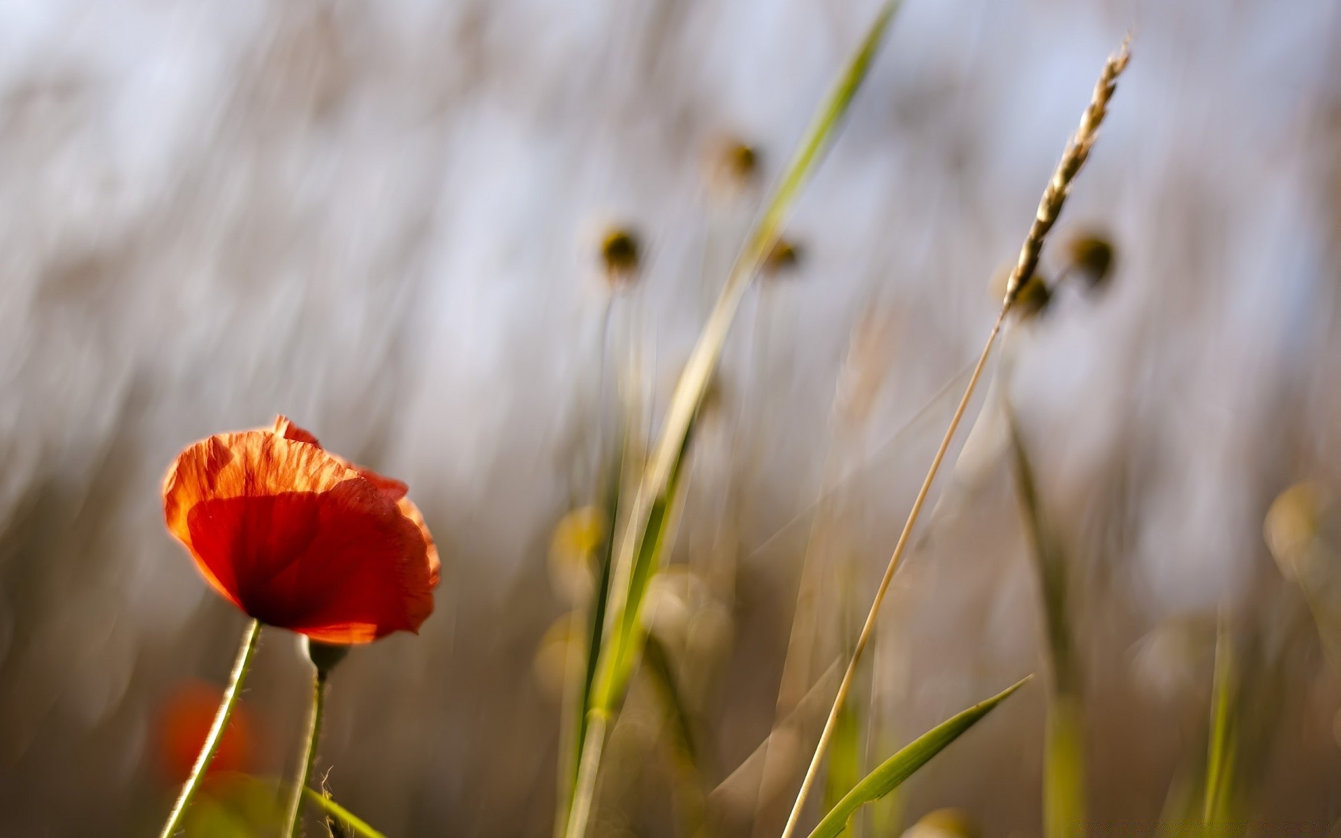 fleurs nature fleur herbe été champ poppy soleil à l extérieur beau temps rural flore foin flou croissance feuille jardin