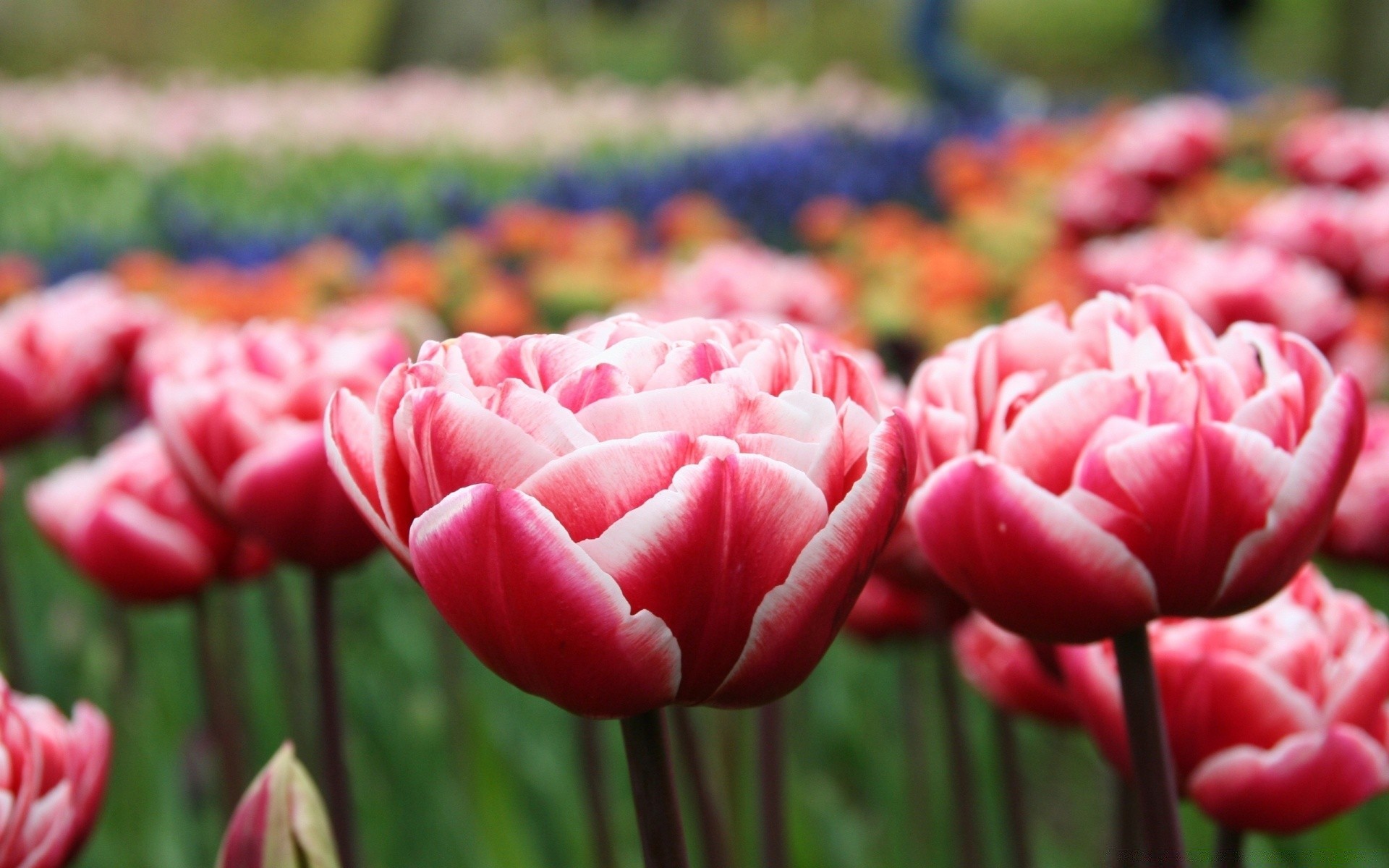 fleurs fleur tulipe nature jardin flore couleur été feuille champ floral parc lumineux pétale bluming saison en plein air lumineux