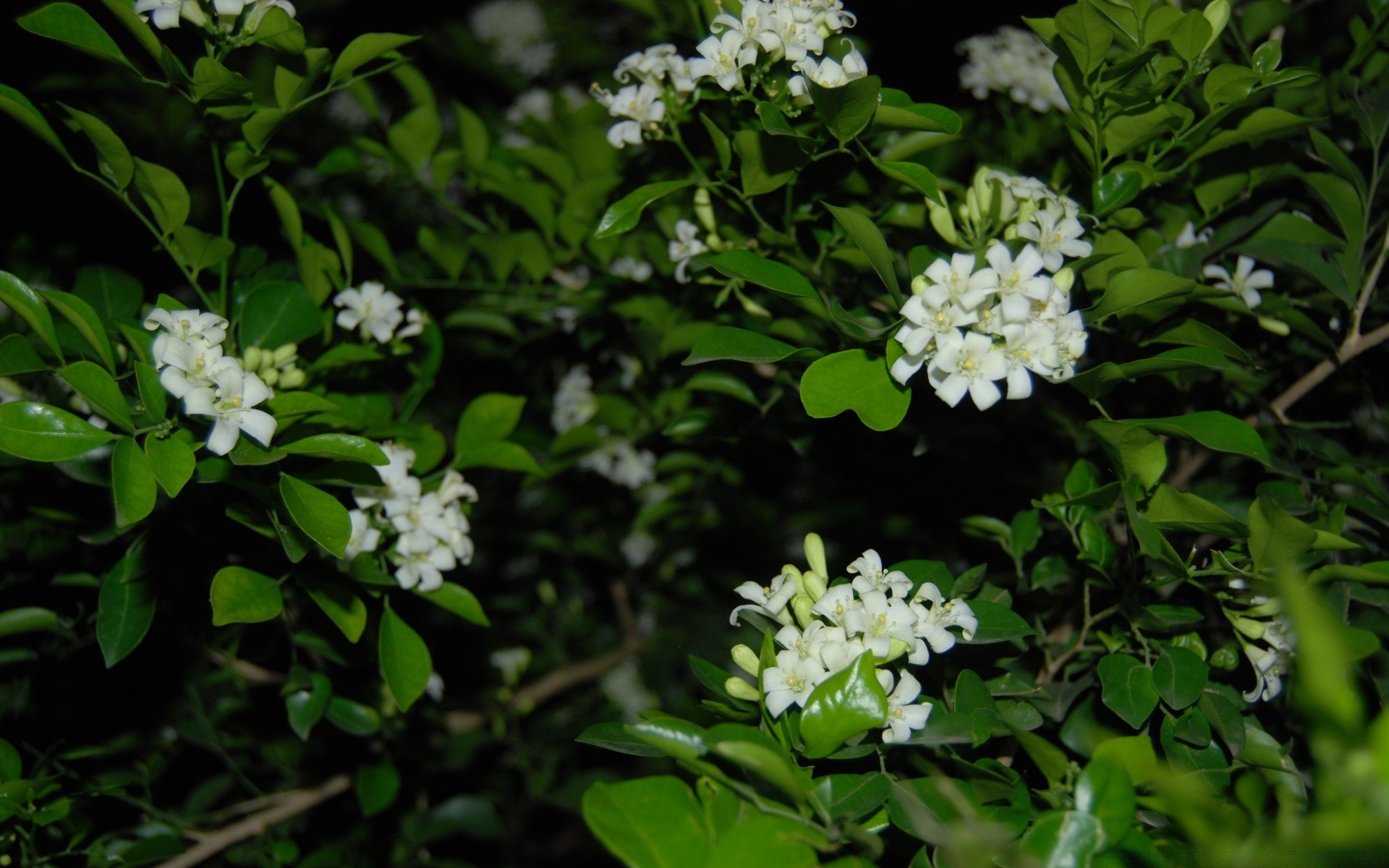 flowers flower leaf flora garden branch floral petal nature blooming tree season close-up beautiful color apple park freshness bud bright growth