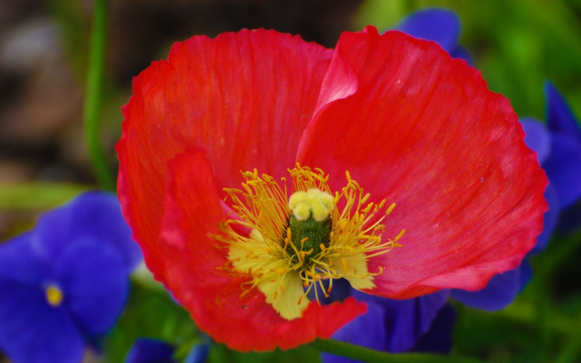 kwiaty kwiat natura flora ogród płatek bluming poppy lato liść jasny wzrost na zewnątrz kolor kwiatowy