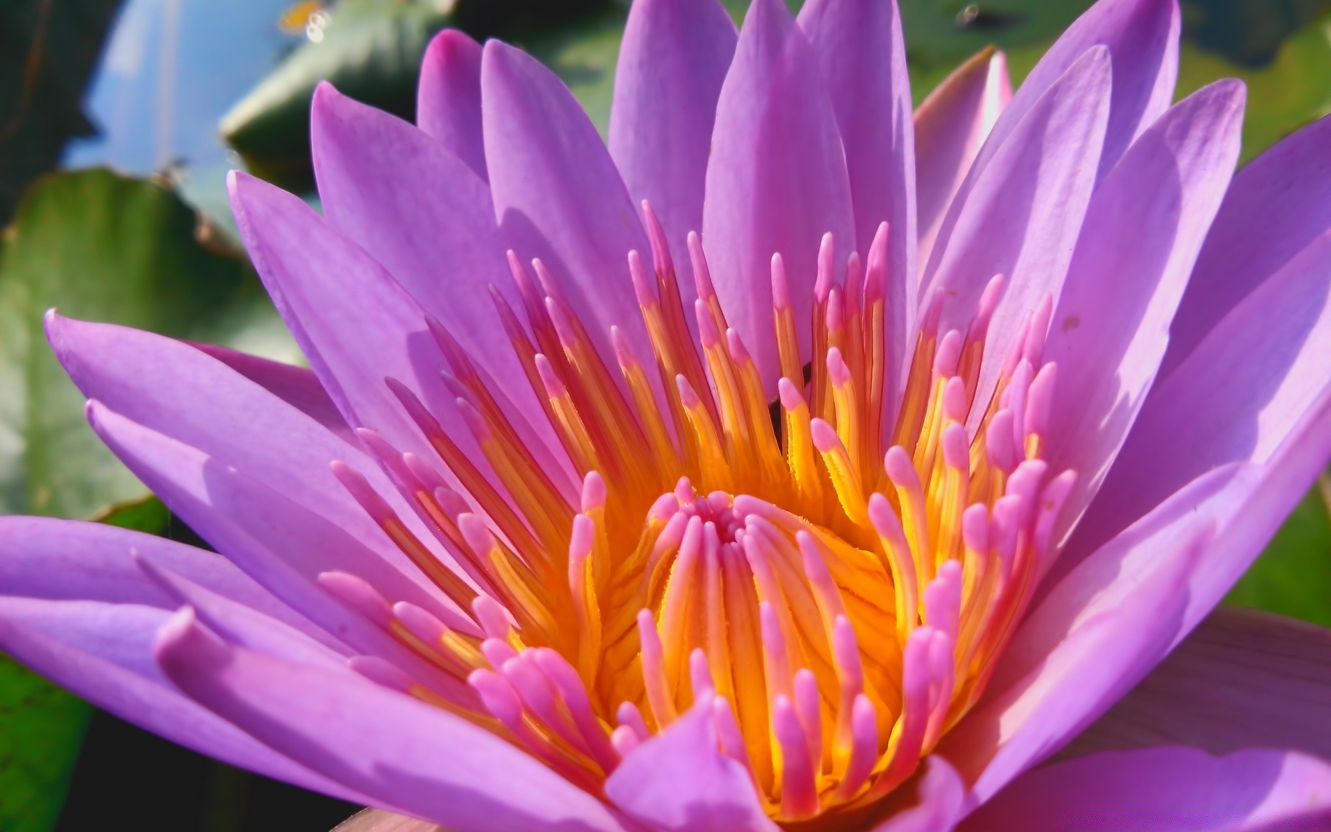 flores loto flor flora naturaleza piscina acuática hoja bluming lirio de agua jardín lirio exótico tropical meditación verano zen pétalo floral sagrado