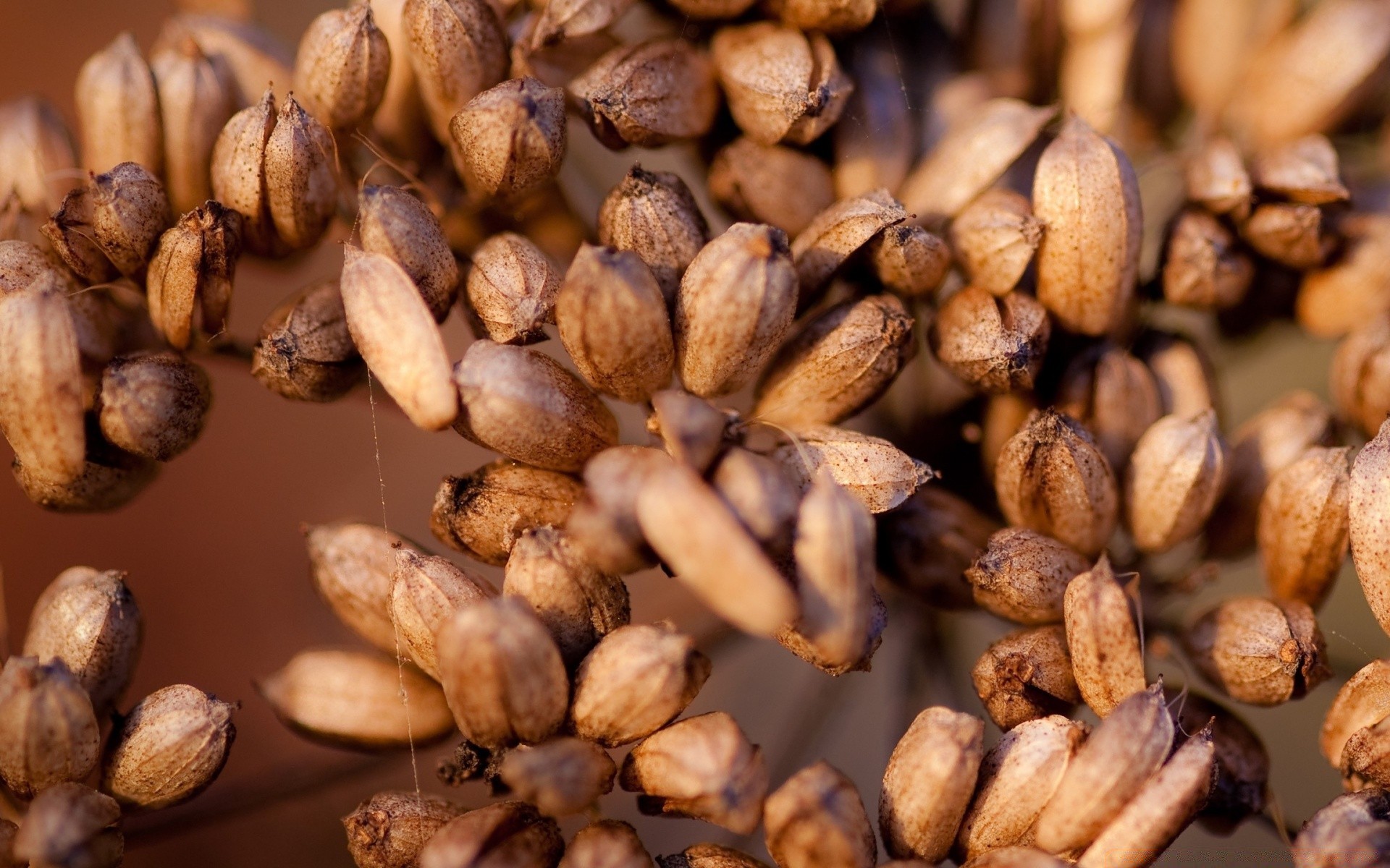 blumen samen essen essen trocken zutaten gesundheit ganze party mutter geschmack fleisch kaffee