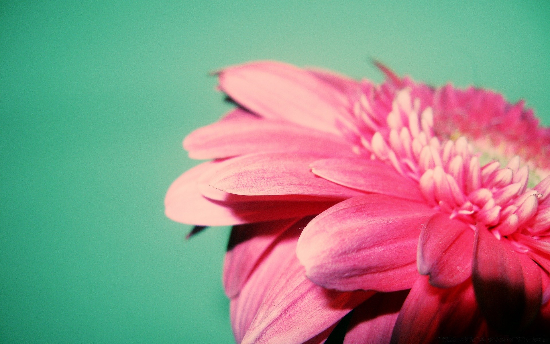 flowers flower nature flora beautiful petal summer color garden leaf floral bright blooming dew close-up