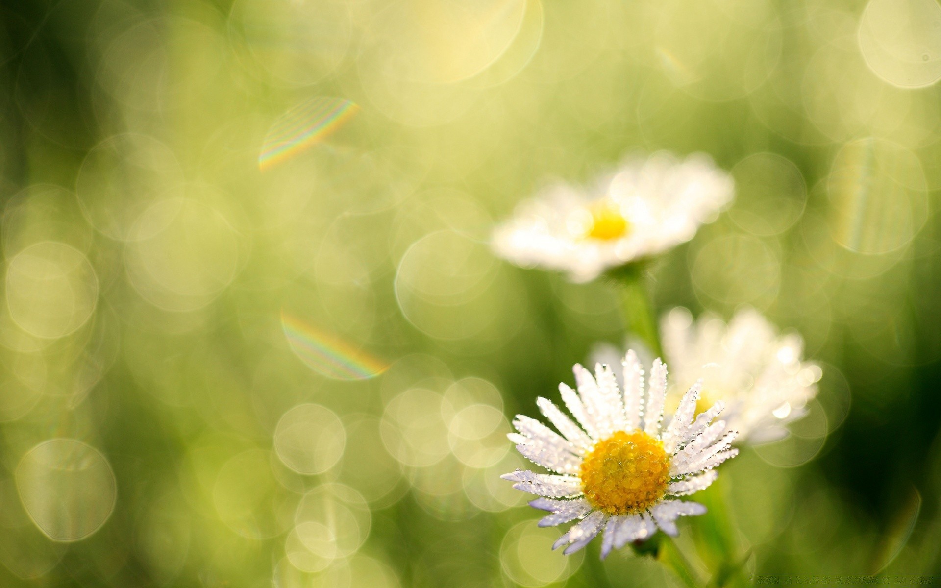 kwiaty flora natura lato kwiat jasny sezon liść ogród kolor pulpit wzrost zbliżenie rozmycie pole sianokosy