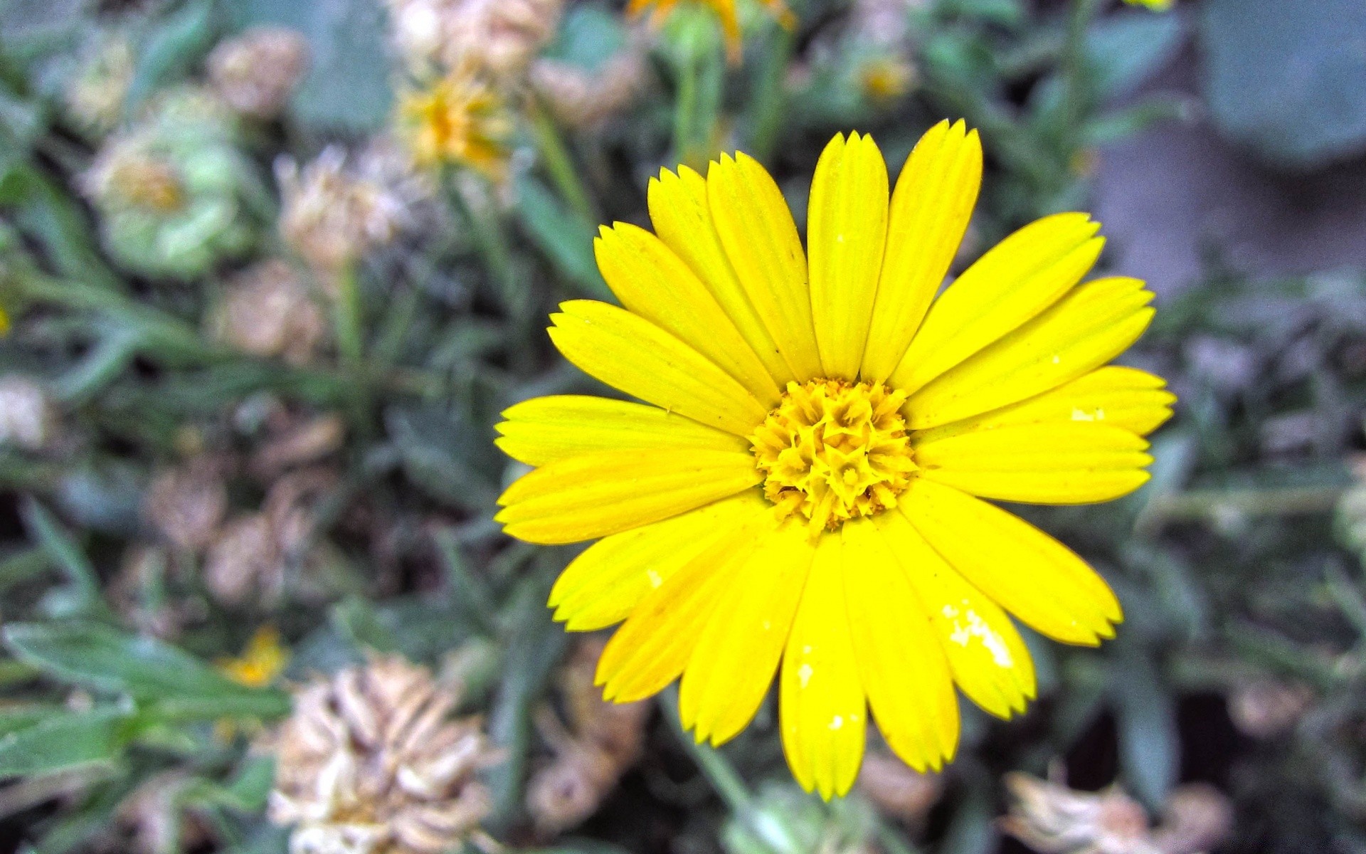 fleurs nature fleur flore été jardin feuille pétale bluming floral à l extérieur lumineux couleur saison herbe champ