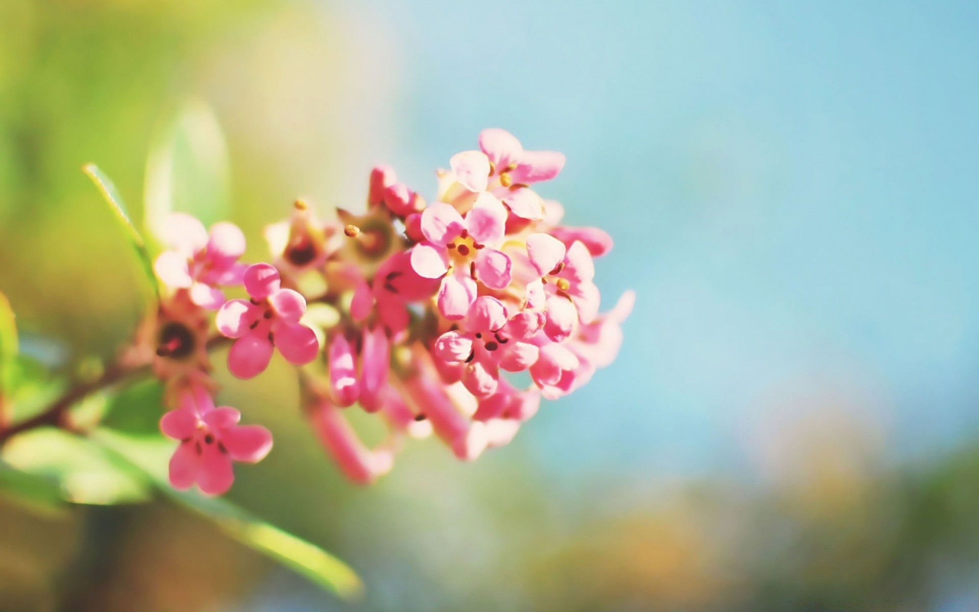 flowers flower nature flora garden leaf summer blur branch outdoors floral blooming growth petal color bright fair weather tree close-up tropical