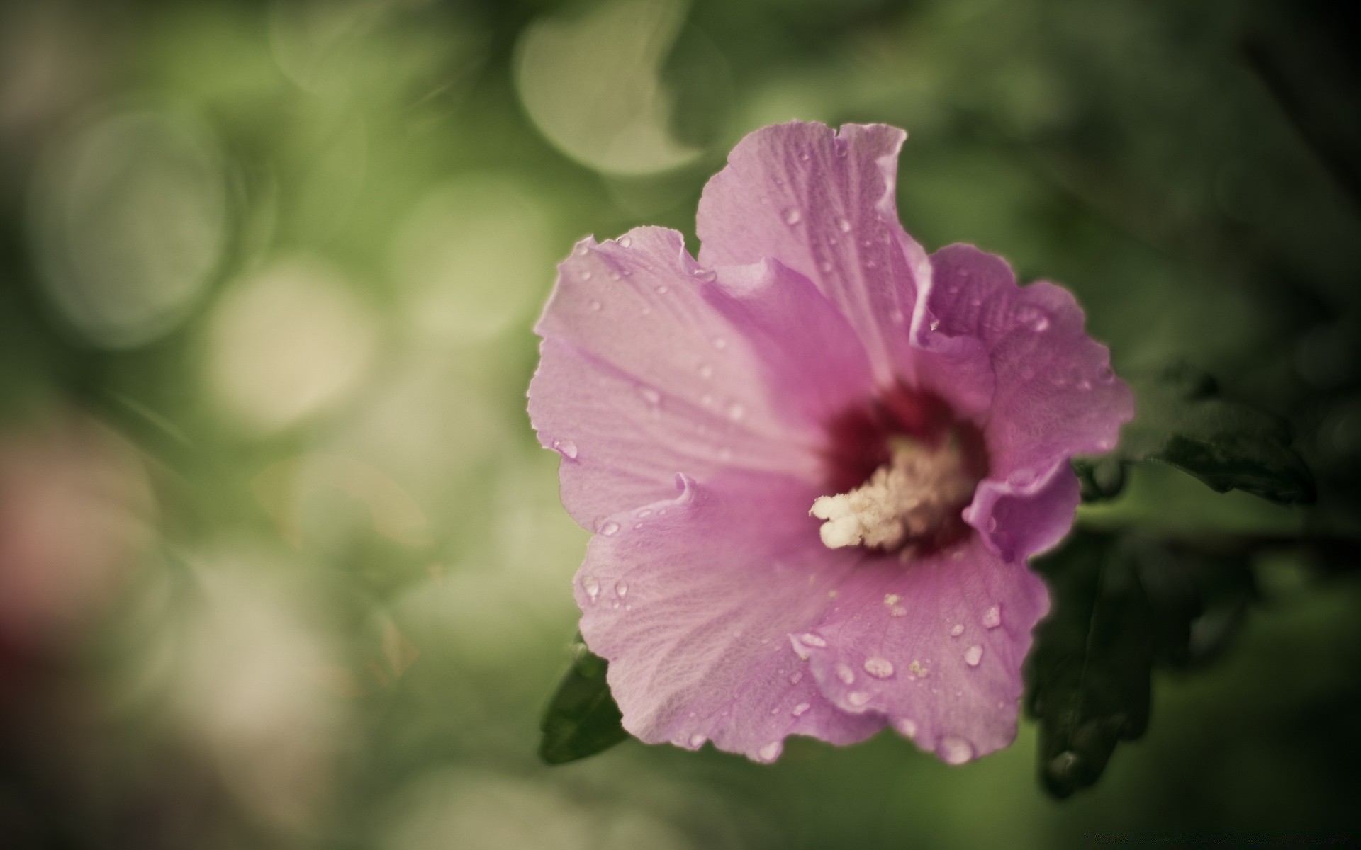 花 花 自然 植物 叶 夏天 花瓣 花园 盛开 颜色 花卉 特写 明亮 精致