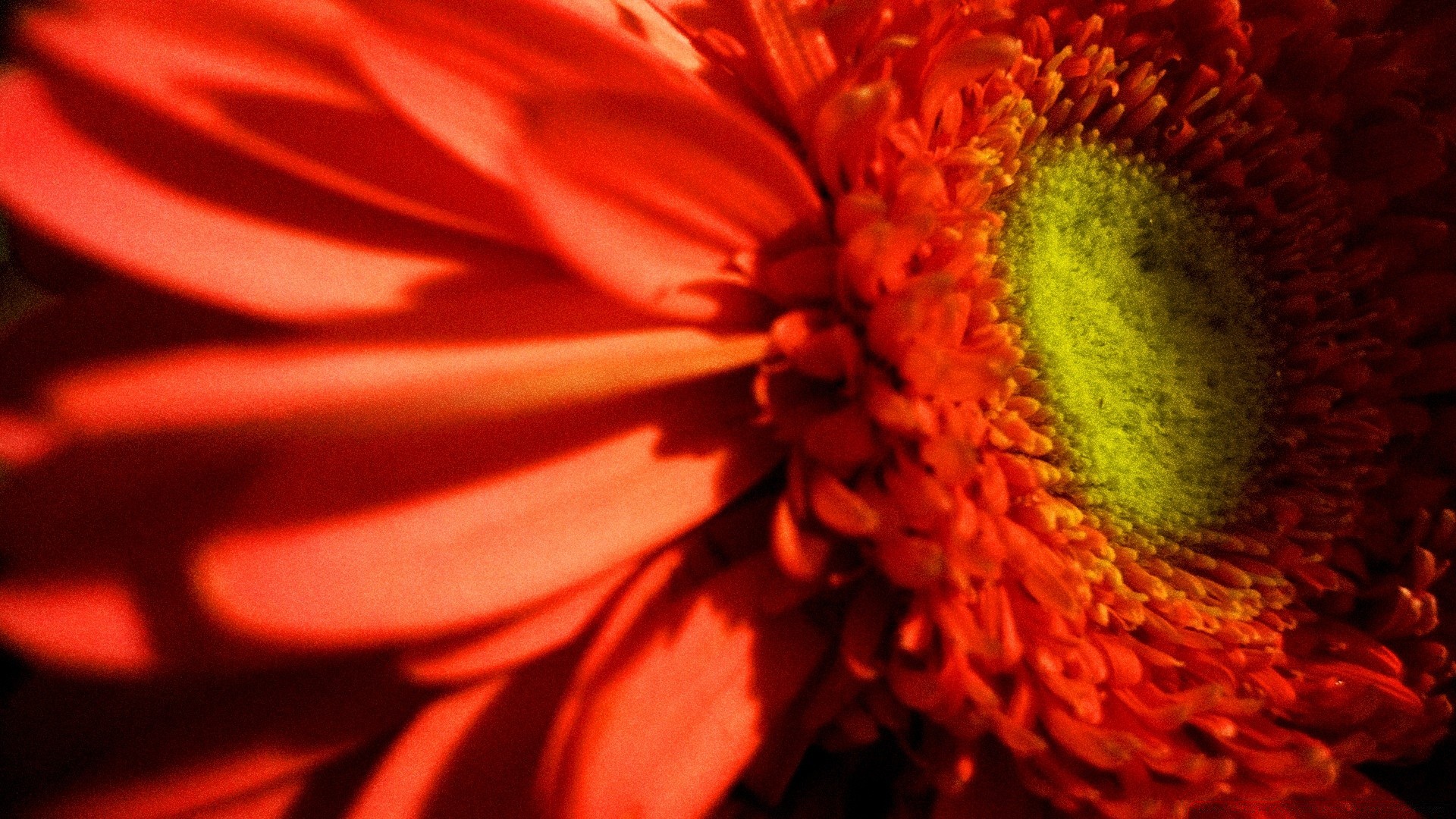 flowers flower nature color flora bright beautiful summer petal desktop blur leaf garden